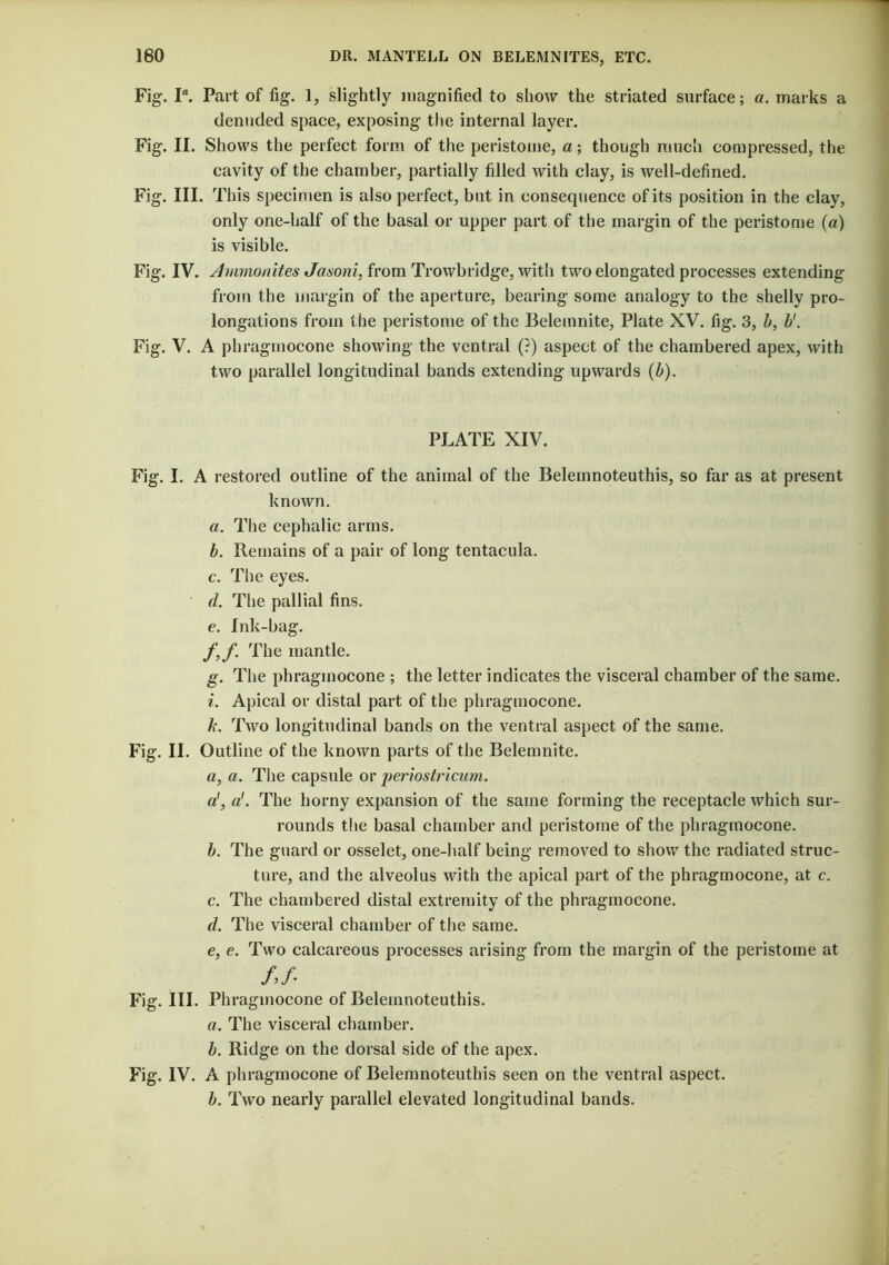 Fig. la. Part of fig. 1, slightly magnified to show the striated surface; a. marks a denuded space, exposing the internal layer. Fig. II. Shows the perfect form of the peristome, a; though much compressed, the cavity of the chamber, partially filled with clay, is well-defined. Fig. III. This specimen is also perfect, but in consequence of its position in the clay, only one-half of the basal or upper part of the margin of the peristome (a) is visible. Fig. IV. Ammonites Jasoni, from Trowbridge, with two elongated processes extending from the margin of the aperture, bearing some analogy to the shelly pro- longations from the peristome of the Belemnite, Plate XV. fig. 3, b, b1. Fig. V. A phragmocone showing the ventral (?) aspect of the chambered apex, with two parallel longitudinal bands extending upwards (b). PLATE XIV. Fig. I. A restored outline of the animal of the Belemnoteuthis, so far as at present known. a. The cephalic arms. b. Remains of a pair of long tentacula. c. The eyes. d. The pallial fins. e. Ink-bag. f. f. The mantle. g. The phragmocone ; the letter indicates the visceral chamber of the same. i. Apical or distal part of the phragmocone. b. Two longitudinal bands on the ventral aspect of the same. Fig. II. Outline of the known parts of the Belemnite. a. a. The capsule or periostricum. a!, a!. The horny expansion of the same forming the receptacle which sur- rounds the basal chamber and peristome of the phragmocone. b. The guard or osselet, one-half being removed to show the radiated struc- ture, and the alveolus with the apical part of the phragmocone, at c. c. The chambered distal extremity of the phragmocone. d. The visceral chamber of the same. e. e. Two calcareous processes arising from the margin of the peristome at />/• Fig. III. Phragmocone of Belemnoteuthis. a. The visceral chamber. b. Ridge on the dorsal side of the apex. Fig. IV. A phragmocone of Belemnoteuthis seen on the ventral aspect. b. Two nearly parallel elevated longitudinal bands.