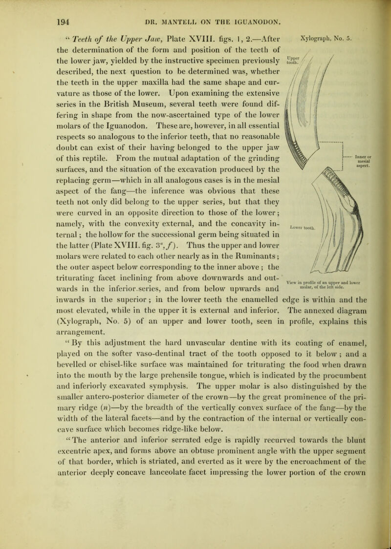 44 Teeth of the Upper Jaw, Plate XVIII. figs. 1, 2.—After the determination of the form and position of the teeth of the lower jaw, yielded by the instructive specimen previously described, the next question to be determined was, whether the teeth in the upper maxilla had the same shape and cur- vature as those of the lower. Upon examining the extensive series in the British Museum, several teeth were found dif- fering in shape from the now-ascertained type of the lower molars of the Iguanodon. These are, however, in all essential respects so analogous to the inferior teeth, that no reasonable doubt can exist of their having belonged to the upper jaw of this reptile. From the mutual adaptation of the grinding surfaces, and the situation of the excavation produced by the replacing germ—which in all analogous cases is in the mesial aspect of the fang—the inference was obvious that these teeth not only did belong to the upper series, but that they were curved in an opposite direction to those of the lower; namely, with the convexity external, and the concavity in- ternal ; the hollow for the successional germ being situated in the latter (Plate XVIII. fig. 3a,f). Thus the upper and lower molars were related to each other nearly as in the Ruminants ; the outer aspect below corresponding to the inner above ; the triturating facet inclining from above downwards and out- wards in the inferior.series, and from below upwards and inwards in the superior ; in the lower teeth the enamelled edge is within and the most elevated, while in the upper it is external and inferior. The annexed diagram (Xylograph, No 5) of an upper and lower tooth, seen in profile, explains this arrangement. 44 By this adjustment the hard unvascular dentine with its coating of enamel, played on the softer vaso-dentinal tract of the tooth opposed to it below ; and a bevelled or chisel-like surface was maintained for triturating the food when drawn into the mouth by the large prehensile tongue, which is indicated by the procumbent and inferioriy excavated symphysis. The upper molar is also distinguished by the smaller antero-posterior diameter of the crown—by the great prominence of the pri- mary ridge (n)—by the breadth of the vertically convex surface of the fang—by the width of the lateral facets—and by the contraction of the internal or vertically con- cave surface which becomes ridge-like below. 44 The anterior and inferior serrated edge is rapidly recurved towards the blunt excentric apex, and forms above an obtuse prominent angle with the upper segment of that border, which is striated, and everted as it were by the encroachment of the anterior deeply concave lanceolate facet impressing the lower portion of the crown Xylograph, No. 5. View in profile of an upper and lower molar, of the left side.