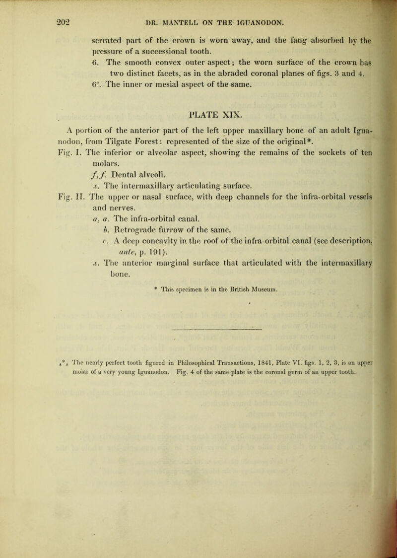 serrated part of the crown is worn away, and the fang absorbed by the pressure of a successional tooth. 6. The smooth convex outer aspect; the worn surface of the crown has two distinct facets, as in the abraded coronal planes of figs. 3 and 4. 6“. The inner or mesial aspect of the same. PLATE XIX. A portion of the anterior part of the left upper maxillary bone of an adult Igua- nodon, from Tilgate Forest: represented of the size of the original*. Fig. I. The inferior or alveolar aspect, showing the remains of the sockets of ten molars. f,f. Dental alveoli. x. The intermaxillary articulating surface. Fig. II. The upper or nasal surface, with deep channels for the infra-orbital vessels and nerves. a, a. The infra-orbital canal. h. Retrograde furrow of the same. c. A deep concavity in the roof of the infra orbital canal (see description, ante, p. 191). x. The anterior marginal surface that articulated with the intermaxillary bone. * This specimen is in the British Museum. *** The nearly perfect tooth figured in Philosophical Transactions, 1841, Plate VI. figs. 1, 2, 3, is an upper mi>iar of a very young Iguanodon. Fig. 4 of the same plate is the coronal germ of an upper tooth.