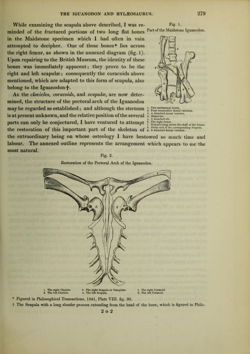 While examining the scapula above described, I was re- Fig. i. minded of the fractured portions of two long flat bones Fart of the Maidstone Iguanodon. in the Maidstone specimen which I had often in vain attempted to decipher. One of these bones* lies across the right femur, as shown in the annexed diagram (fig. 1). Upon repairing to the British Museum, the identity of these bones was immediately apparent; they prove to be the right and left scapulae; consequently the coracoids above mentioned, which are adapted to this form of scapula, also belong to the Iguanodon-f'. As the clavicles, coracoids, and scapulce, are now deter- mined, the structure of the pectoral arch of the Iguanodon may be regarded as established; and although the sternum is at present unknown, and the relative position of the several 4. Humerus, 5. A detached rib. parts can only be conjectured, I have ventured to attempt the restoration of this important part of the skeleton of 9. A detached dorsal vertebra. the extraordinary being on whose osteology I have bestowed so much time and labour. The annexed outline represents the arrangement which appears to me the most natural. Fig. 2. Restoration of the Pectoral Arch of the Iguanodon. 1. Two metacarpal bones. 2. Four consecutive dorsal vertebrie. 3. A detached dorsal vertebra. 1. The right Clavicle. 3. The right Scapula or Omoplate. 5. The right Coracoid. 2. The left Clavicle. 4. The left Scapula. 6. The left Coracoid. * Figured in Philosophical Transactions, 1841, Plate VIII. fig. 30. t The Scapula with a long slender process extending from the head of the bone, which is figured in Philo- 2 o 2