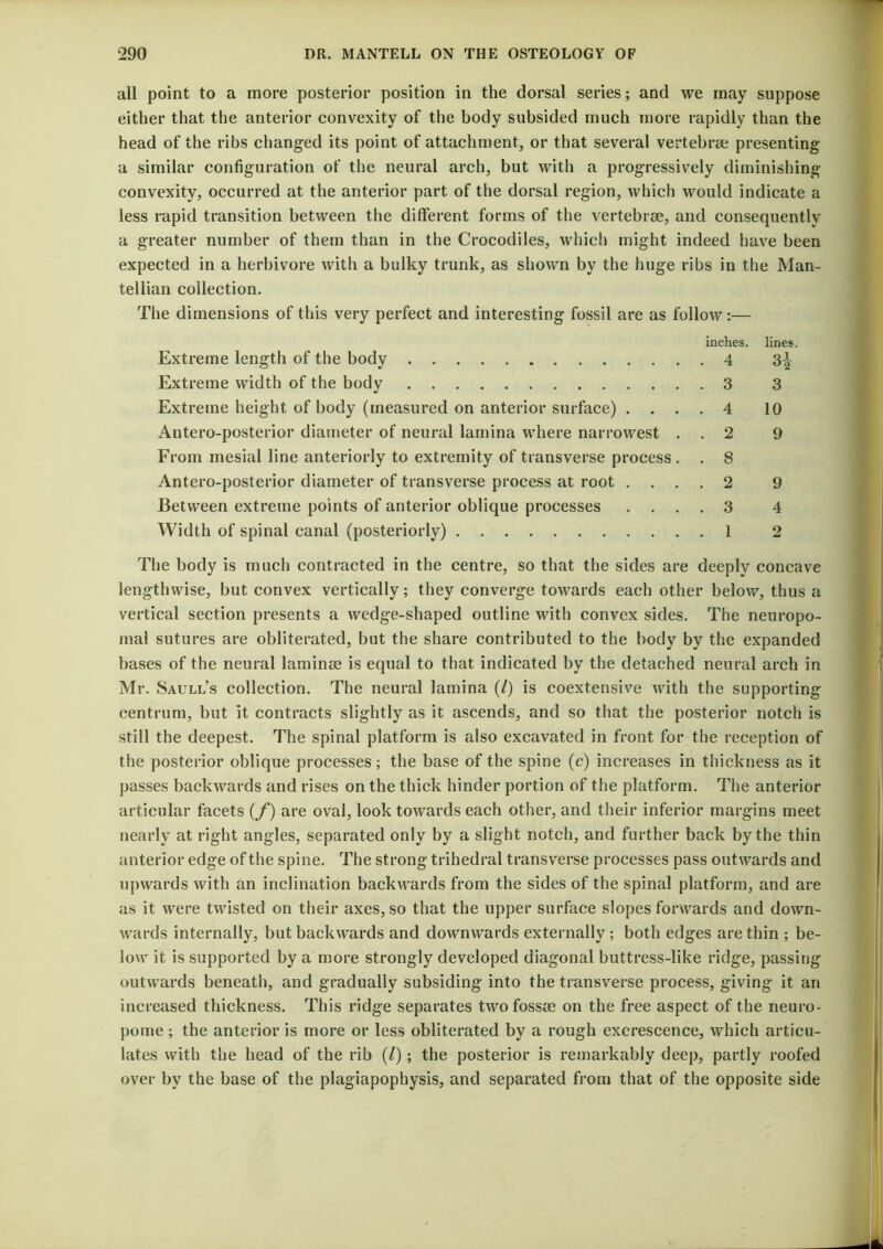 all point to a more posterior position in the dorsal series; and we may suppose either that the anterior convexity of the body subsided much more rapidly than the head of the ribs changed its point of attachment, or that several vertebrcC presenting a similar configuration of the neural arch, but with a progressively diminishing convexity, occurred at the anterior part of the dorsal region, which would indicate a less rapid transition between the different forms of the vertebrse, and consequently a greater number of them than in the Crocodiles, which might indeed have been expected in a herbivore with a bulky trunk, as shown by the huge ribs in the Man- tellian collection. The dimensions of this very perfect and interesting fossil are as follow:— inches, lines. Extreme length of the body 4 3^ Extreme width of the body 3 3 Extreme height of body (measured on anterior surface) .... 4 10 Antero-posterior diameter of neural lamina where narrowest . . 2 9 From mesial line anteriorly to extremity of transverse process. . 8 Antero-posterior diameter of transverse process at root .... 2 9 Between extreme points of anterior oblique processes .... 3 4 Width of spinal canal (posteriorly) 1 2 The body is much contracted in the centre, so that the sides are deeply concave lengthwise, but convex vertically; they converge towards each other below, thus a vertical section presents a wedge-shaped outline with convex sides. The neuropo- nial sutures are obliterated, but the share contributed to the body by the expanded bases of the neural laminae is equal to that indicated by the detached neural arch in Mr. Saull’s collection. The neural lamina (/) is coextensive with the supporting centrum, but it contracts slightly as it ascends, and so that the posterior notch is still the deepest. The spinal platform is also excavated in front for the reception of the posterior oblique processes; the base of the spine (c) increases in thickness as it passes backwards and rises on the thick hinder portion of the platform. The anterior articular facets {f) are oval, look towards each other, and their inferior margins meet nearly at right angles, separated only by a slight notch, and further back by the thin anterior edge of the spine. The strong trihedral transverse processes pass outwards and upwards with an inclination backwards from the sides of the spinal platform, and are as it were twisted on their axes, so that the upper surface slopes forwards and down- wards internally, but backwards and downwards externally ; both edges are thin ; be- low it is supported by a more strongly developed diagonal buttress-like ridge, passing outwards beneath, and gradually subsiding into the transverse process, giving it an increased thickness. This ridge separates two fossae on the free aspect of the neuro- pome ; the anterior is more or less obliterated by a rough excrescence, which articu- lates with the head of the rib (/); the posterior is remarkably deep, partly roofed over by the base of the plagiapophysis, and separated from that of the opposite side