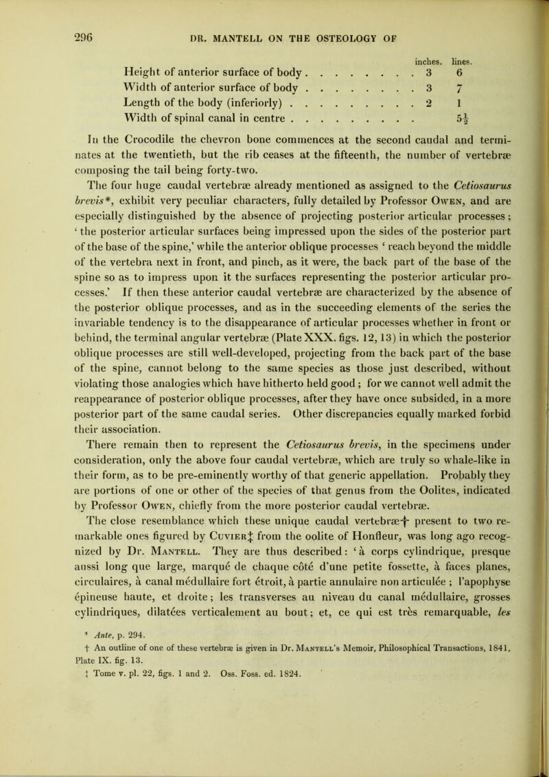 inches, lines. Helgiit of anterior surface of body 3 6 Width of anterior surface of body 3 7 Length of the body (inferiorly) 2 1 Width of spinal canal in centre 5^ In the Crocodile the chevron bone commences at the second caudal and termi- nates at the twentieth, but the rib ceases at the fifteenth, the number of vertebrae composing the tail being forty-two. The four huge caudal vertebrae already mentioned as assigned to the Cetiosaurus brevis*, exhibit very peculiar characters, fully detailed by Professor Owen, and are especially distinguished by the absence of projecting posterior articular processes; ‘ the posterior articular surfaces being impressed upon the sides of the posterior part of the base of the spine,’ while the anterior oblique processes ‘ reaeh beyond the middle of the vertebra next in front, and pinch, as it were, the back part of the base of the spine so as to impress upon it the surfaces representing the posterior articular pro- cesses.’ If then these anterior caudal vertebrae are characterized by the absence of the posterior oblique processes, and as in the succeeding elements of the series the invariable tendency is to the disappearance of artieular proeesses whether in front or behind, the terminal angular vertebrae (Plate XXX. figs. 12,13) in which the posterior oblique proeesses are still well-developed, projecting from the back part of the base of the spine, cannot belong to the same species as those just described, without violating those analogies which have hitherto held good ; for we cannot well admit the reappearance of posterior oblique processes, after they have once subsided, in a more posterior part of the same caudal series. Other diserepancies equally marked forbid their association. There remain then to represent the Cetiosaurus brevis, in the specimens under consideration, only the above four caudal vertebrae, which are truly so whale-like in their form, as to be pre-eminently worthy of that generic appellation. Probably they are portions of one or other of the species of that genus from the Oolites, indicated by Professor Owen, chiefly from the more posterior caudal vertebrae. The elose resemblance which these unique eaudal vertebrae*!' present to two re- markable ones figured by Cuvier;}; from the oolite of Honfleur, was long ago recog- nized by Dr. Mantell. They are thus described: ‘a corps cylindrique, presque aussi long que large, marque de chaque cote d’une petite fossette, a faces planes, circulaires, a canal medullaire fort etroit, a partie annulaire non articulee ; I’apophyse epineuse haute, et droite; les transverses au niveau du canal medullaire, grosses cylindriques, dilatees verticalement au bout; et, ce qui est tr^s remarquable, les ^ Ante, p. 294. t An outline of one of these vertebrae is given in Dr. Mantell’s Memoir, Philosophieal Transactions, 1841, Plate IX. fig. 13. J Tome V. pi. 22, figs. 1 and 2. Oss. Foss. ed. 1824.