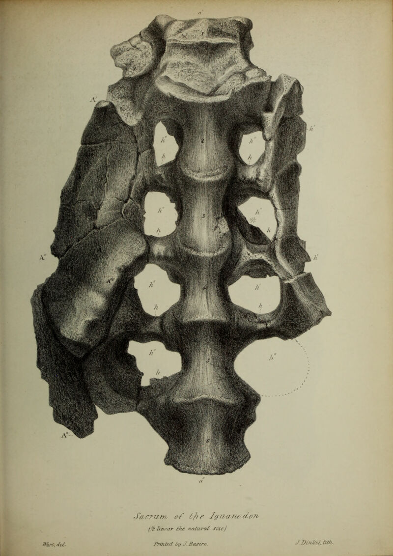 Sacrum oS /://c Jgj7a fu>dcui^ linear the natural r/,xej IVert, del. Printed 6y J.Ba^ire- J I)in7M, lith,.