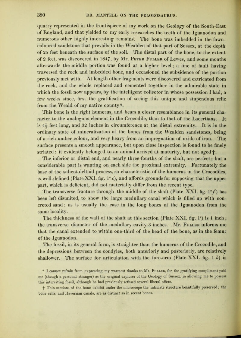 quarry represented in the frontispiece of my work on the Geology of the South-East of England, and that yielded to my early researches the teeth of the Iguanodon and numerous other highly interesting remains. The bone was imbedded in the fawn- coloured sandstone that prevails in the Wealden of that part of Sussex, at the depth of 25 feet beneath the surface of the soil. The distal part of the bone, to the extent of 2 feet, was discovered in 1847, by Mr. Peter Fuller of Lewes, and some months afterwards the middle portion was found at a higher level; a line of fault having traversed the reek and imbedded bone, and occasioned the subsidence of the portion previously met with. At length other fragments were discovered and extricated from the rock, and the whole replaced and cemented together in the admirable state in which the fossil now appears, by the intelligent collector in whose possession I had, a few weeks since, first the gratification of seeing this unique and stupendous relic from the Weald of my native county*. This bone is the right humerus, and bears a closer resemblance in its general cha- racter to the analogous element in the Crocodile, than to that of the Lacertians. It is feet long, and 32 inches in circumference at the distal extremity. It is in the ordinary state of mineralization of the bones from the Wealden sandstones, being of a rich umber colour, and very heavy from an impregnation of oxide of iron. The surface presents a smooth appearance, but upon close inspection is found to be finely striated: it evidently belonged to an animal arrived at maturity, but not aged-}-. The inferior or distal end, and nearly three-fourths of the shaft, are perfect; but a considerable part is wanting on each side the proximal extremity. Fortunately the base of the salient deltoid process, so characteristic of the humerus in the Crocodiles, is well-defined (Plate XXI. fig. I4 c), and affords grounds for supposing that the upper part, which is deficient, did not materially differ from the recent type. The transverse fracture through the middle of the shaft (Plate XXI. fig. 1 af) has been left disunited, to show the large medullary canal which is filled up with con- creted sand; as is usually the case in the long bones of the Iguanodon from the same locality. The thickness of the wall of the shaft at this section (Plate XXI. fig. lc) is 1 inch ; the transverse diameter of the medullary cavity 3 inches. Mr. Fuller informs me that the canal extended to within one-third of the head of the bone, as in the femur of the Iguanodon. The fossil, in its general form, is straighter than the humerus of the Crocodile, and the depressions between the condyles, both anteriorly and posteriorly, are relatively shallower. The surface for articulation with the fore-arm (Plate XXI. fig. 1 b) is * I cannot refrain from expressing my warmest thanks to Mr. Fuller, for the gratifying compliment paid me (though a personal stranger) as the original explorer of the Geology of Sussex, in allowing me to possess this interesting fossil, although he had previously refused several liberal offers. t Thin sections of the bone exhibit under the microscope the intimate structure beautifully preserved; the bone-cells, and Haversian canals, are as distinct as in recent bones.