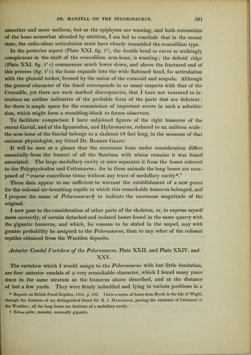 smoother and more uniform, but as the epiphyses are wanting, and both extremities of the bone somewhat abraded by attrition, I am led to conclude that in the recent state, the radio-ulnar articulation must have closely resembled the crocodilian type. In the posterior aspect (Plate XXI. fig. 1A), the double bend or curve so strikingly conspicuous in the shaft of the crocodilian arm-bone, is wanting; the deltoid ridge (Plate XXI. fig. 1* c) commences much lower down, and above the fractured end of this process (fig. lAc) the bone expands into the wide flattened head, for articulation with the glenoid socket, formed by the union of the coracoid and scapula. Although the general character of the fossil corresponds in so many respects with that of the Crocodile, yet there are such marked discrepancies, that I have not ventured to in- troduce an outline indicative of the probable form of the parts that are deficient; for there is ample space for the commission of important errors in such a substitu- tion, which might form a stumbling-block to future observers. To facilitate comparison I have subjoined figures of the right humerus of the recent Gavial, and of the Iguanodon, and Hylseosaurus, reduced to an uniform scale: the arm-bone of the Gavial belongs to a skeleton 18 feet long, in the museum of that eminent physiologist, my friend Dr. Robert Grant. It will be seen at a glance that the enormous bone under consideration differs essentially from the humeri of all the Saurians with whose remains it was found associated. The large medullary cavity at once separates it from the bones referred to the Polj-ptychodon and Cetiosaurus; for in these animals the long bones are com- posed of “coarse cancellous tissue without any trace of medullary cavity*.” These data appear to me sufficient to warrant the establishment of a new genus for the colossal air-breathing reptile to which this remarkable humerus belonged, and I propose the name of Pelorosaurus-j~ to indicate the enormous magnitude of the original. I now pass to the consideration of other parts of the skeleton, or, to express myself more correctly, of certain detached and isolated bones found in the same quarry with the gigantic humerus, and which, for reasons to be stated in the sequel, may with greater probability be assigned to the Pelorosaurus, than to any other of the colossal reptiles obtained from the Wealden deposits. Anterior Caudal Vertebrae of the Pelorosaurus, Plate XXII. and Plate XXIV. and XXV. The vertebrae which I would assign to the Pelorosaurus with but little hesitation, are four anterior caudals of a very remarkable character, which I found many years since in the same stratum as the humerus above described, and at the distance of but a few yards. They were firmly imbedded and lying in various positions in a * Reports on British Fossil Reptiles, 1841, p. 102. I have a series of bones from Brook in the Isle of Wight, through the kindness of my distinguished friend Sir R. I. Murchison, proving the existence of Cetiosauri in the Wealden; all the long bones are destitute of a medullary cavity. t IleAwp pelor, monster, unusually gigantic.