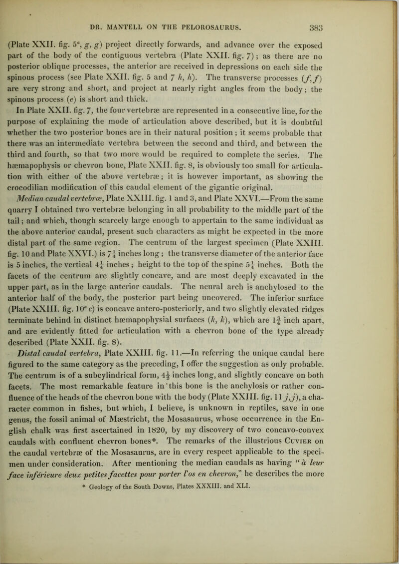 (Plate XXII. fig. 5°, g, g) project directly forwards, and advance over the exposed part of the body of the contiguous vertebra (Plate XXII. fig. 7); as there are no posterior oblique processes, the anterior are received in depressions on each side the spinous process (see Plate XXII. fig. 5 and 7 ft, ft). The transverse processes (/,/) are very strong and short, and project at nearly right angles from the body; the spinous process (e) is short and thick. In Plate XXII. fig. 7, the four vertebrae are represented in a consecutive line, for the purpose of explaining the mode of articulation above described, but it is doubtful whether the two posterior bones are in their natural position; it seems probable that there was an intermediate vertebra between the second and third, and between the third and fourth, so that two more would be required to complete the series. The haemapophysis or chevron bone, Plate XXII. fig. 8, is obviously too small for articula- tion with either of the above vertebrae; it is however important, as showing the crocodilian modification of this caudal element of the gigantic original. Median caudal vertebras, Plate XXIII. fig. 1 and 3, and Plate XXVI.—From the same quarry I obtained two vertebrae belonging in all probability to the middle part of the tail; and which, though scarcely large enough to appertain to the same individual as the above anterior caudal, present such characters as might be expected in the more distal part of the same region. The centrum of the largest specimen (Plate XXIII. fig. 10 and Plate XXVI.) is 7i inches long; the transverse diameter of the anterior face is 5 inches, the vertical 4f inches ; height to the top of the spine 5f inches. Both the facets of the centrum are slightly concave, and are most deeply excavated in the upper part, as in the large anterior caudals. The neural arch is anchylosed to the anterior half of the body, the posterior part being uncovered. The inferior surface (Plate XXIII. fig. 10“c) is concave antero-postericrly, and two slightly elevated ridges terminate behind in distinct haemapophysial surfaces (ft, ft), which are If inch apart, and are evidently fitted for articulation with a chevron bone of the type already described (Plate XXII. fig. 8). Distal caudal vertebra, Plate XXIII. fig. 11.—In referring the unique caudal here figured to the same category as the preceding, I offer the suggestion as only probable. The centrum is of a subcylindrical form, 4\ inches long, and slightly concave on both facets. The most remarkable feature in‘this bone is the anchylosis or rather con- fluence of the heads of the chevron bone with the body (Plate XXIII. fig. 11 j,j), a cha- racter common in fishes, but which, I believe, is unknown in reptiles, save in one genus, the fossil animal of Maestricht, the Mosasaurus, whose occurrence in the En- glish chalk was first ascertained in 1820, by my discovery of two concavo-convex caudals with confluent chevron bones*. The remarks of the illustrious Cuvier on the caudal vertebrae of the Mosasaurus, are in every respect applicable to the speci- men under consideration. After mentioning the median caudals as having “ a leur face inferieure deux petites facettes pour porter Vos en chevron,” he describes the more * Geology of the South Downs, Plates XXXIII. and XLI.
