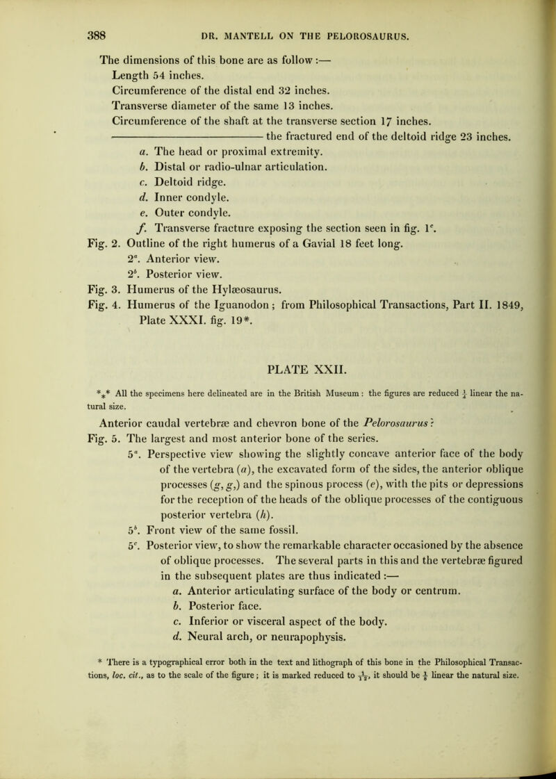 The dimensions of this bone are as follow :— Length 54 inches. Circumference of the distal end 32 inches. Transverse diameter of the same 13 inches. Circumference of the shaft at the transverse section 17 inches. the fractured end of the deltoid ridge 23 inches. a. The head or proximal extremity. b. Distal or radio-ulnar articulation. c. Deltoid ridge. d. Inner condyle. e. Outer condyle. f. Transverse fracture exposing the section seen in fig. lc. Fig. 2. Outline of the right humerus of a Gavial 18 feet long. 2“. Anterior view. 2*. Posterior view. Fig. 3. Humerus of the Hylmosaurus. Fig. 4. Humerus of the Iguanodon ; from Philosophical Transactions, Part II. 1849, Plate XXXI. fig. 19*. PLATE XXII. *** All the specimens here delineated are in the British Museum : the figures are reduced \ linear the na- tural size. Anterior caudal vertebrae and chevron bone of the Pelorosaurus ? Fig. 5. The largest and most anterior bone of the series. 5°. Perspective view showing the slightly concave anterior face of the body of the vertebra («), the excavated form of the sides, the anterior oblique processes (g,g,) and the spinous process (e), with the pits or depressions for the reception of the heads of the oblique processes of the contiguous posterior vertebra (A). 5\ Front view of the same fossil. 5C. Posterior view, to show the remarkable character occasioned by the absence of oblique processes. The several parts in this and the vertebrae figured in the subsequent plates are thus indicated :— a. Anterior articulating surface of the body or centrum. b. Posterior face. c. Inferior or visceral aspect of the body. d. Neural arch, or neurapophysis. * There is a typographical error both in the text and lithograph of this bone in the Philosophical Transac- tions, loc. cit., as to the scale of the figure; it is marked reduced to -jL, it should he •§■ linear the natural size.