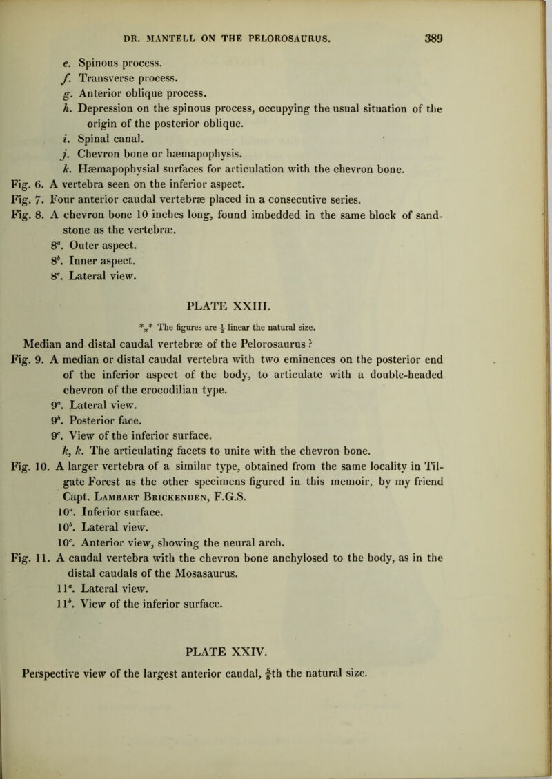 e. Spinous process. f. Transverse process. g. Anterior oblique process. h. Depression on the spinous process, occupying- the usual situation of the origin of the posterior oblique. i. Spinal canal. j. Chevron bone or hsemapophysis. k. Hsemapophysial surfaces for articulation with the chevron bone. Fig. 6. A vertebra seen on the inferior aspect. Fig. 7. Four anterior caudal vertebrae placed in a consecutive series. Fig. 8. A chevron bone 10 inches long, found imbedded in the same block of sand- stone as the vertebrae. 8°. Outer aspect. 8\ Inner aspect. 8e. Lateral view. PLATE XXIII. *** The figures are \ linear the natural size. Median and distal caudal vertebrae of the Pelorosaurus ? Fig. 9. A median or distal caudal vertebra with two eminences on the posterior end of the inferior aspect of the body, to articulate with a double-headed chevron of the crocodilian type. 9°. Lateral view. 9*. Posterior face. 9°. View of the inferior surface. k, k. The articulating facets to unite with the chevron bone. Fig. 10. A larger vertebra of a similar type, obtained from the same locality in Til- gate Forest as the other specimens figured in this memoir, by my friend Capt. Lambart Brickenden, F.G.S. 10“. Inferior surface. 10*. Lateral view. 10c. Anterior view, showing the neural arch. Fig. 11. A caudal vertebra with the chevron bone anchylosed to the body, as in the distal caudals of the Mosasaurus. 11“. Lateral view. 11*. View of the inferior surface. PLATE XXIV. Perspective view of the largest anterior caudal, -fth the natural size.
