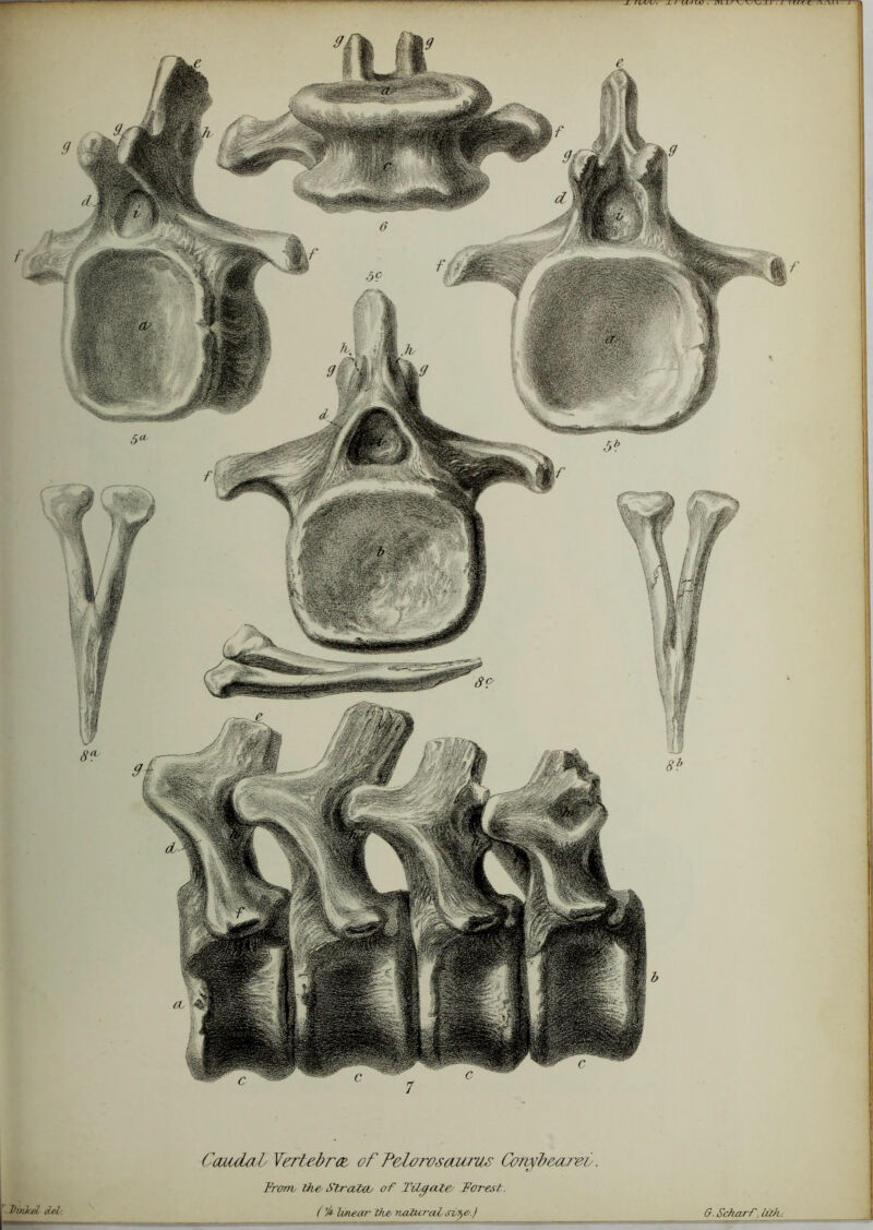 J- 7 l/W. -L I IASI LV . 1TI I' '■ Ihnkd del. Caudal Vertebra, of Felorosour us Com/bearev. I'roms the, Strottou of Tilcfale, Forest. (’/*- hue or the/ -natural si^e,.) 0. Scharf, Luh-.