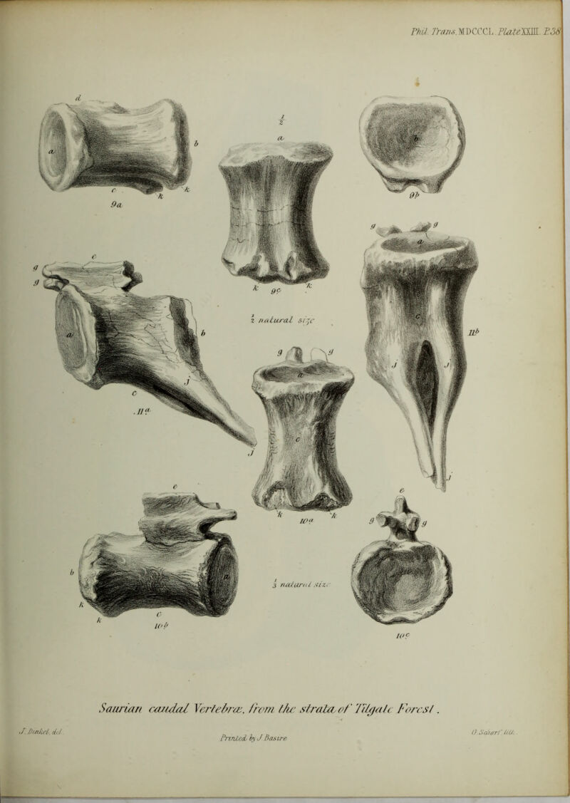 PhU Frans.M\>QCa..PlatenSLT.38 z natural size s natural a in- to? Saurian caudal Yertebrai, from the strata of Titgah fores/. a. Duikct-, dJ PnTUied hyJ- Bos ire O.SchetrT. HU: