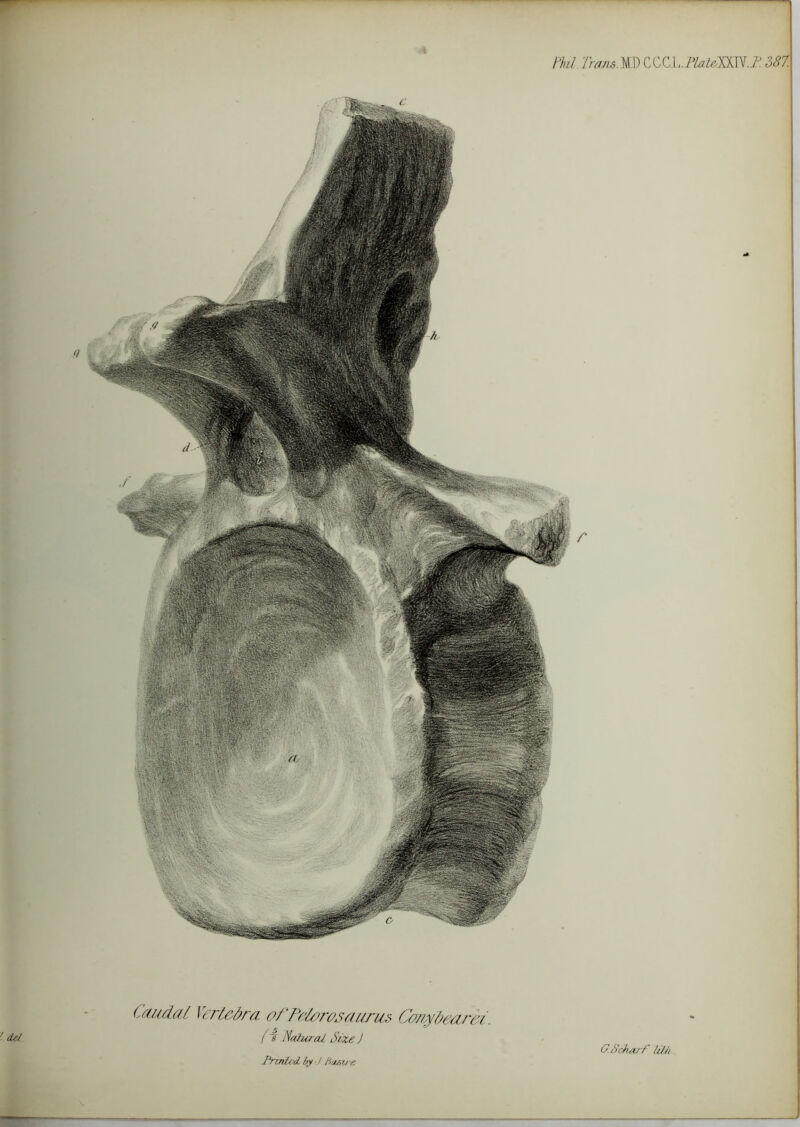 Phi. Trans.MD CCC LPlateim.T. 387. Caudal Vertebra ofPdorosauncs Coaybearei. ' del (T Natural Size J Trmicd by • / hu/>ve