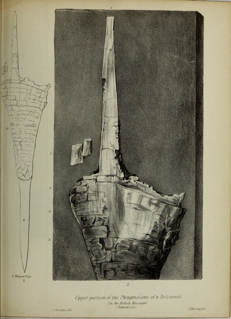 Upper portion of Ike fhmgm-ocone of a felaonj/o tin, Him British Museum) fNatural s/^e) / Hrx leb&n, li&i JMowuej, del