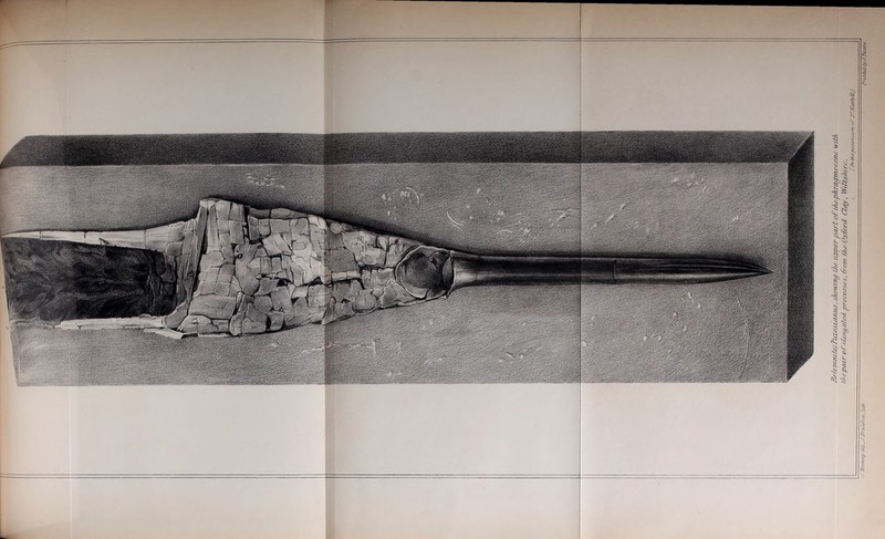 BeleouutejTuzosioJais, showing the upper pari ofdwphragmocone wd/t the pour of elongated processesfront die Oxford Cloy, Wiltshire.