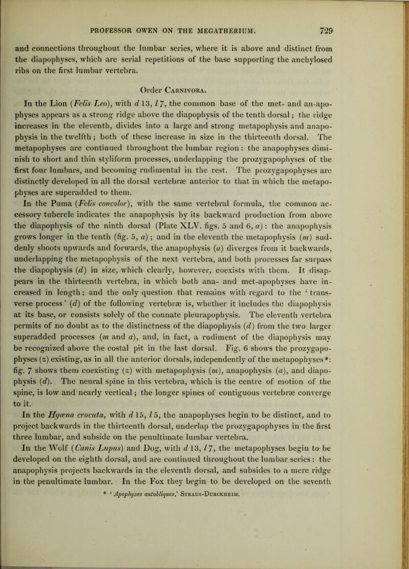 and connections throughout the lumbar series, where it is above and distinct from the diapophyses, which are serial repetitions of the base supporting the anchylosed ribs on the first lumbar vertebra. Order Carnivora. In the Lion (Felis Leo), with d 13, l /, the common base of the met- and an-apo- physes appears as a strong ridge above the diapophysis of the tenth dorsal; the ridge increases in the eleventh, divides into a large and strong metapophysis and anapo- physis in the twelfth ; both of these increase in size in the thirteenth dorsal. The metapophyses are continued throughout the lumbar region: the anapophyses dimi- nish to short and thin styliform processes, underlapping the prozygapophyses of the first four lumbars, and becoming rudimental in the rest. The prozygapophyses are distinctly developed in all the dorsal vertebrse anterior to that in which the metapo- physes are superadded to them. In the Puma (Felis covcolor), with the same vertebral formula, the common ac- cessory tubercle indicates the anapophysis by its backward production from above the diapophysis of the ninth dorsal (Plate XLV. figs. 5 and 6, a): the anapophysis grows longer in the tenth (fig. 5, a) ; and in the eleventh the metapophysis (»i) sud- denly shoots upwards and forwards, the anapophysis (a) diverges from it backwards, underlapping the metapophysis of the next vertebra, and both processes far surpass the diapophysis (d) in size, which clearly, however, coexists with them. It disap- pears in the thirteenth vertebra, in which both ana- and met-apophyses have in- creased in length; and the only question that remains with regard to the £ trans- verse process’(d) of the following vertebrae is, whether it includes the diapophysis at its base, or consists solely of the connate pleurapophysis. The eleventh vertebra permits of no doubt as to the distinctness of the diapophysis (d) from the two larger superadded processes (m and a), and, in fact, a rudiment of the diapophysis may be recognized above the costal pit in the last dorsal. Fig. 6 shows the prozygapo- physes (z) existing, as in all the anterior dorsals, independently of the metapophyses*: fig. 7 shows them coexisting (z) with metapophysis (m), anapophysis (a), and diapo- physis (d). The neural spine in this vertebra, which is the centre of motion of the spine, is low and nearly vertical; the longer spines of contiguous vertebrae converge to it. In the Hycena crocuta, with d 15, / 5, the anapophyses begin to be distinct, and to project backwards in the thirteenth dorsal, underlap the prozygapophyses in the first three lumbar, and subside on the penultimate lumbar vertebra. In the Wolf (Cants Lupus) and Dog, with d 13, /7, the metapophyses begin to be developed on the eighth dorsal, and are continued throughout the lumbar series : the anapophysis projects backwards in the eleventh dorsal, and subsides to a mere ridge in the penultimate lumbar. In the Fox they begin to be developed on the seventh * ‘ Apophyses antohtiques,’ Straus-Durckheim.