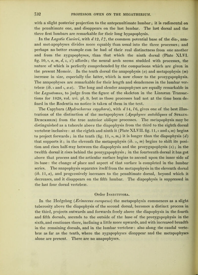 with a slight posterior projection to the antepenultimate lumbar; it is rudimental on the penultimate one, and disappears on the last lumbar. The last dorsal and the three first lumbars are remarkable for their long- hypapophysis. In the Lagotis Cuvieri, with d 12, 17, the common potential base of the dia-, ana- and met-apophyses divides more equably than usual into the three processes; and perhaps no better example can be had of their real distinctness from one another and from the zygapophyses, than that which the ninth dorsal (Plate XLVI. fig-. 10,9, a, m, d, z, z') affords ; the neural arch seems studded with processes, the nature of which is perfectly comprehended by the comparisons which are given in the present Memoir. In the tenth dorsal the anapophysis (a) and inetapophysis (rri) increase in size, especially the latter, which is now closer to the prozygapophysis. The anapophyses are remarkable for their length and slenderness in the lumbar ver- tebrae (ib. 2 and 3, a a). The long and slender anapophyses are equally remarkable in the Lagostomus, to judge from the figure of the skeleton in the Linnaean Transac- tions for 1828, vol. xvi. pi. 9, but as those processes had not at the time been de- fined in the Rodentia no notice is taken of them in the text. The Capybara (Hydrochcerus capybara), with d\A, Z6, gives one of the best illus- trations of the distinction of the metapophyses (Apophyses antobliques of Straus- Durckheim) from the true anterior oblique processes. The inetapophysis may be distinguished as a tubercle above the diapophysis from the third to the eighth dorsal vertebrae inclusive : at the eighth and ninth it (Plate XLVII. fig. 11, a and 9, m) begins to project forwards; in the tenth (fig. 11,10, m,) it is longer than the diapophysis (d) that supports it; in the eleventh the inetapophysis (ib. n, m) begins to shift its posi- tion and rises half-way between the diapophysis and the prozygapophysis (z); in the twelfth dorsal it rises behind the prozygapophysis ; in the fourteenth dorsal it has got above that process and the articular surface begins to ascend upon the inner side of its base: the change of place and aspect of that surface is completed in the lumbar series. The anapophysis separates itself from the inetapophysis in the eleventh dorsal (ib. 11, a), and progressively increases to the penultimate dorsal, beyond which it decreases, and it disappears on the fifth lumbar. The diapophysis is suppressed in the last four dorsal vertebrae. Order Insectivora. In the Hedgehog (Erinaceus europaeus) the inetapophysis commences as a slight tuberosity above the diapophysis of the second dorsal, becomes a distinct process in the third, projects outwards and forwards freely above the diapophysis in the fourth and fifth dorsals, ascends to the outside of the base of the prozygapophysis in the sixth, and continues there, inclining a little more upwards, and with increased breadth in the remaining dorsals, and in the lumbar vertebrae: also along the caudal verte- brae as far as the tenth, where the zygapophyses disappear and the metapophyses alone are present. There are no anapophyses.