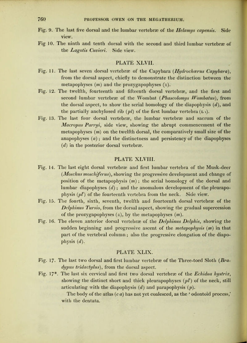 Fig. 9. The last five dorsal and the lumbar vertebrae of the Helamys capensis. Side view. Fig 10. The ninth and tenth dorsal with the second and third lumbar vertebrae of the Lagotis Cuvieri. Side view. PLATE XLV1I. Fig. 11. The last seven dorsal vertebrae of the Capybara (Hydrochcerus Capybara), from the dorsal aspect, chiefly to demonstrate the distinction between the metapophyses (?n) and the prozygapophyses (z). Fig. 12. The twelfth, fourteenth and fifteenth dorsal vertebrae, and the first and second lumbar vertebrae of the Wombat (Phascolomys tVombatus), from the dorsal aspect, to show the serial homology of the diapophysis (d), and the partially anchylosed rib (pi) of the first lumbar vertebra (l i). Fig. 13. The last four dorsal vertebrae, the lumbar vertebrae and sacrum of the Macropus Parryi, side view, showing the abrupt commencement of the metapophyses (m) on the twelfth dorsal, the comparatively small size of the anapophyses (a); and the distinctness and persistency of the diapophyses (d) in the posterior dorsal vertebrae. PLATE XLVIII. Fig. 14. The last eight dorsal vertebrae and first lumbar vertebra of the Musk-deer (Moschus moschiferus), showing the progressive development and change of position of the metapophysis (m) ; the serial homology of the dorsal and lumbar diapophyses (d) ; and the anomalous development of the pleurapo- physis (pi1) of the fourteenth vertebra from the neck. Side view. Fig. 15. The fourth, sixth, seventh, twelfth and fourteenth dorsal vertebrae of the Delphinus Tursio, from the dorsal aspect, showing the gradual supercession of the prozygapophyses (z), by the metapophyses (m). Fig. 16. The eleven anterior dorsal vertebrae of the Delphinus Delphis, showing the sudden beginning and progressive ascent of the metapophysis (m) in that part of the vertebral column; also the progressive elongation of the diapo- physis (d). PLATE XLIX. Fig. 17- The last two dorsal and first lumbar vertebrae of the Three-toed Sloth (Bra- dy pus tridactylus), from the dorsal aspect. Fig. 17*. The last six cervical and first two dorsal vertebrae of the Echidna hystrix, showing the distinct short and thick pleurapophyses (pi1) of the neck, still articulating with the diapophysis (d) and parapophysis (p). The body of the atlas (c a) has not yet coalesced, as the ‘ odontoid process,’ with the dentata.