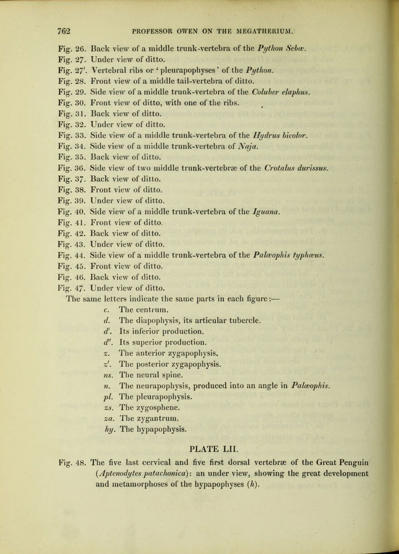 Fig. 26. Back view of a middle trunk-vertebra of the Python Sebce. Fig. 27. Under view of ditto. Fig. 27'. Vertebral ribs or ‘ pleurapophyses ’ of the Python. Fig. 28. Front view of a middle tail-vertebra of ditto. Fig. 29. Side view of a middle trunk-vertebra of the Coluber elaphus. Fig. 30. Front view of ditto, with one of the ribs. Fig. 31. Back view of ditto. Fig. 32. Under view of ditto. Fig. 33. Side view of a middle trunk-vertebra of the Hydrus bicolor. Fig. 34. Side view of a middle trunk-vertebra of Naja. Fig. 35. Back view of ditto. Fig. 36. Side view of two middle trunk-vertebrae of the Crotalus durissus. Fig. 37. Back view of ditto. Fig. 38. Front view of ditto. Fig. 39. Under view of ditto. Fig. 40. Side view of a middle trunk-vertebra of the Iguana. Fig. 41. Front view of ditto. Fig. 42. Back view of ditto. Fig. 43. Under view of ditto. Fig. 44. Side view of a middle trunk-vertebra of the Palceophis typhosus. Fig. 45. Front view of ditto. Fig. 46. Back view of ditto. Fig. 47- Under view of ditto. The same letters indicate the same parts in each figure:— c. The centrum. d. The diapophysis, its articular tubercle. d!. Its inferior production. d. Its superior production. z. The anterior zygapophysis. z'. The posterior zygapophysis. ns. The neural spine. n. The neurapophysis, produced into an angle in Palceophis. pi. The pleurapophysis. zs. The zygosphene. za. The zygantrum. hy. The hypapophysis. PLATE LII. Fig. 48. The five last cervical and five first dorsal vertebra of the Great Penguin (.Aptenodytes patachonica): an under view, showing the great development and metamorphoses of the hypapophyses (h).