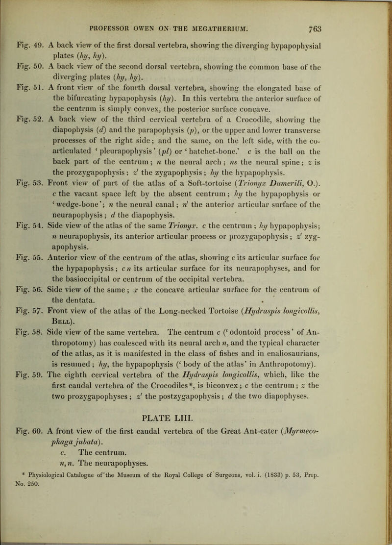 Fig-. 49. A back view of the first dorsal vertebra, showing the diverging hypapophysial plates (hi/, hi/). Fig. 50. A back view of the second dorsal vertebra, showing the common base of the diverging plates (hi/, hy). Fig. 51. A front view of the fourth dorsal vertebra, showing the elongated base of the bifurcating hypapophysis (hy). In this vertebra the anterior surface of the centrum is simply convex, the posterior surface concave. Fig. 52. A back view of the third cervical vertebra of a Crocodile, showing the diapophysis (d) and the parapophysis (p), or the upper and lower transverse processes of the right side; and the same, on the left side, with the co- articulated ‘ pleurapophysis ’ (pi) or ‘ hatchet-bone.’ c is the ball on the back part of the centrum; n the neural arch; ns the neural spine; z is the prozygapophysis ; z' the zygapophysis ; hy the hypapophysis. Fig. 53. Front view of part of the atlas of a Soft-tortoise (Trionyx Dumerili, O.). c the vacant space left by the absent centrum; Ay the hypapophysis or ‘ wedge-bone’; n the neural canal; n! the anterior articular surface of the neurapophysis ; d the diapophysis. Fig. 54. Side view of the atlas of the same Trionyx, c the centrum ; hy hypapophysis; n neurapophysis, its anterior articular process or prozygapophysis ; z' zyg- apophysis. Fig. 55. Anterior view of the centrum of the atlas, showing c its articular surface for the hypapophysis; cn its articular surface for its neurapophyses, and for the basioccipital or centrum of the occipital vertebra. Fig. 56. Side view of the same; x the concave articular surface for the centrum of the dentata. Fig. 57- Front view of the atlas of the Long-necked Tortoise (Hydraspis longicollis, Bell). Fig. 58. Side view of the same vertebra. The centrum c (‘odontoid process’ of An- thropotomy) has coalesced with its neural arch n, and the typical character of the atlas, as it is manifested in the class of fishes and in enaliosaurians, is resumed ; hy, the hypapophysis (c body of the atlas’ in Anthropotomy). Fig. 59. The eighth cervical vertebra of the Hydraspis longicollis, which, like the first caudal vertebra of the Crocodiles*, is biconvex; c the centrum; z the two prozygapophyses ; z' the postzygapophysis ; d the two diapophyses. PLATE LIII. Fig. 60. A front view of the first caudal vertebra of the Great Ant-eater (Myrmeco- phagajuhata). c. The centrum. n,n. The neurapophyses. * Physiological Catalogue of the Museum of the Royal College of Surgeons, vol. i. (1833) p. 53, Prep. No. 250.