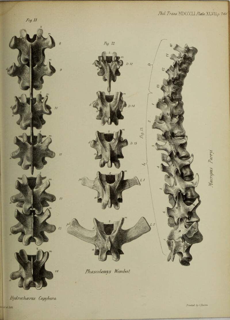 Fig. 11 Phil Trasis.MDCCCU.FljfU. XLVll.p. is< ■A'' el hlk Prui/ed by J.Baslrt-