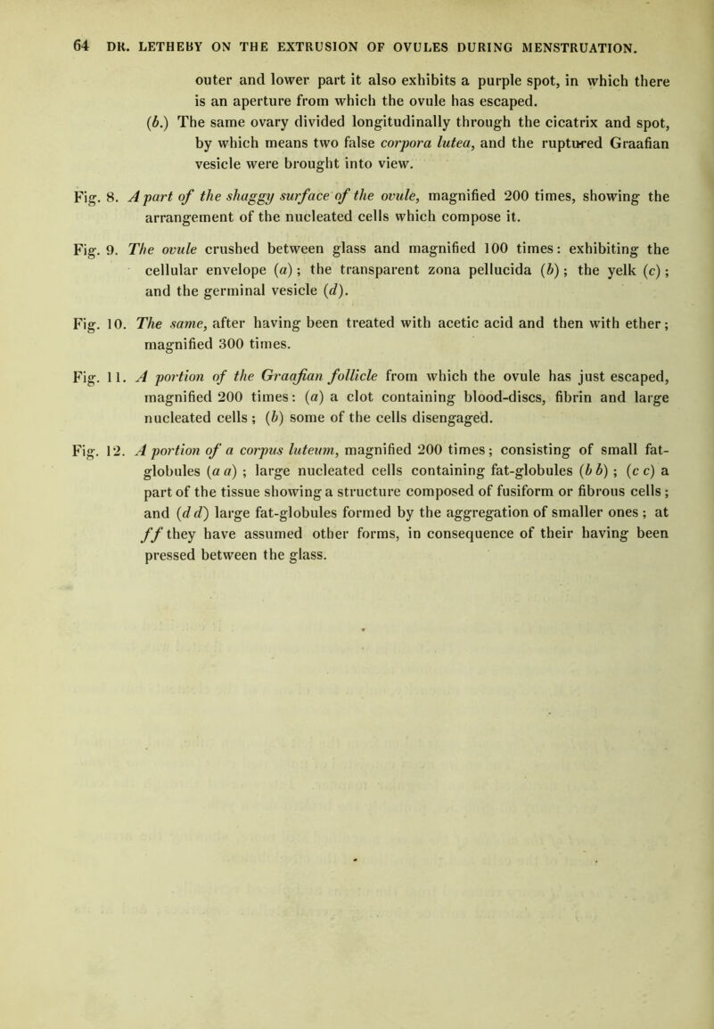 outer and lower part it also exhibits a purple spot, in which there is an aperture from which the ovule has escaped. (b.) The same ovary divided longitudinally through the cicatrix and spot, by which means two false corpora lutea, and the ruptured Graafian vesicle were brought into view. Fig. 8. Apart of the shaggy surface of the ovule, magnified 200 times, showing the arrangement of the nucleated cells which compose it. Fig. 9. The ovule crushed between glass and magnified 100 times: exhibiting the cellular envelope (a); the transparent zona pellucida (h); the yelk (c); and the germinal vesicle (d). Fig. 10. The same, after having been treated with acetic acid and then with ether; magnified 300 times. Fig. 11. A portion of the Graafian follicle from which the ovule has just escaped, magnified 200 times: (a) a clot containing blood-discs, fibrin and large nucleated cells ; (b) some of the cells disengaged. Fig. 12. A portion of a corpus luteum, magnified 200 times; consisting of small fat- globules (a a) ; large nucleated cells containing fat-globules (b b) ; (c c) a part of the tissue showing a structure composed of fusiform or fibrous cells ; and (dd) large fat-globules formed by the aggregation of smaller ones ; at ff they have assumed other forms, in consequence of their having been pressed between the glass.