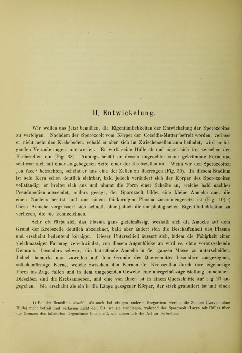 Wir wollen uns jetzt bemühen, die Eigentümlichkeiten der Entwickelung der Sporozooiten zu verfolgen. Nachdem der Sporozooit vom Körper der Coccidie-Mutter befreit worden, verlässt er nicht mehr den Krebsboden, sobald er aber sich im Zwischenzellenraum befindet, wird er fol- genden Veränderungen unterworfen. Er wirft seine Hülle ab und nistet sich frei zwischen den Krebszellen ein (Fig. 38). Anfangs behält er dessen ungeachtet seine gekrümmte Form und schliesst sich mit einer eingebogenen Seite einer der Krebszellen an. Wenn wir den Sporozooiten „en face“ betrachten, scheint er uns eine der Zellen zu überragen (Fig. 39). In diesem Stadium ist sein Kern schon deutlich sichtbar, bald jedoch verändert sich der Körper des Sporozooiten vollständig: er breitet sich aus und nimmt die Form einer Scheibe an, welche bald nachher Pseudopodien aussendet, anders gesagt, der Sporozooit bildet eine kleine Amoebe aus, die einen Nucleus besitzt und aus einem feinkörnigen Plasma zusammengesetzt ist (Fig. 40). *) Diese Amoebe vergrössert sich schnell, ohne jedoch die morphologischen Eigentümlichkeiten zu verlieren, die sie kennzeichnen. Sehr oft färbt sich das Plasma ganz gleichmässig, weshalb sich die Amoebe auf dem Grund der Krebszelle deutlich abzeichnet, bald aber ändert sich die Beschaffenheit des Plasma und erscheint bedeutend körniger. Dieser Unterschied äussert sich, indem die Fähigkeit einer gleichmässigen Färbung verschwindet; von diesem Augenblicke an wird es, ohne vorausgehende Kenntnis, besonders schwer, die betreffende Amoebe in der ganzen Masse zu unterscheiden. Jedoch bemerkt man zuweilen auf dem Grunde des Querschnittes besondere ausgezogene, stäbchenförmige Kerne, welche zwischen den Kernen der Krebszellen durch ihre eigenartige Form ins Auge fallen und in dem umgebenden Gewebe eine unregelmässige Stellung einnehmen. Dieselben sind die Krebsamoeben, und eine von ihnen ist in einem Querschnitte auf Fig. 27 an- gegeben. Sie erscheint als ein in die Länge gezogener Körper, der stark granuliert ist und einen 1) Bei der Benedinia sowohl, als auch bei einigen anderen Gregarinen werden die Zooiten (Larven ohne Hülle) nicht befreit und verlassen nicht den Ort, wo sie erschienen, während der Sporozooit (Larve mit Hülle) über die Grenzen des infizierten Organismus hinaustritt, um ausserhalb die Art zu verbreiten.