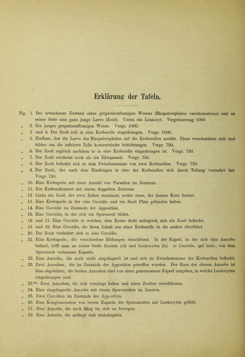 Erklärung der Tafeln. 1. Der erwachsene Zustand eines gregarinenförmigen Wesens (Rhopalocephalus carcinomatosus) und an seiner Seite eine ganz junge Larve (Zooit). Unten ein Leukocyt. Yergrösserung 1000. 2. Ein junges gregarinenförmiges Wesen. Yergr. 1000. 3 und 4. Der Zooit (zd) in eine Krebszelle eingedrungen. Yergr. 1000. 5. Einfluss, den die Larve des Rhopalocephalus auf die Krebszellen ausübt. Diese verschmälern sich und bilden um die infizierte Zelle konzentrische Schichtungen. Yergr. 750. 6. Der Zooit sogleich nachdem er in eine Krebszelle eingedrungen ist. Yergr. 750. 7. Der Zooit erscheint noch als ein Ektoparasit. Yergr. 750. 8. Der Zooit befindet sich in dem Zwischenräume von zwei Krebszellen. Yergr. 750. 9. Der Zooit, der nach dem Eindringen in eine der Krebszellen sich durch Teilung vermehrt hat. Yergr. 750. 10. Eine Krebsperle mit einer Anzahl von Parasiten im Zentrum. 11. Ein Krebszellennest mit einem doppelten Zentrum. 12. Links ein Zooit, der zwei Zellen einnimmt, rechts einer, der keinen Kern besitzt. 13. Eine Krebsperle in der eine Coccidie und ein Zooit Platz gefunden haben. 14. Eine Coccidie im Zustande der Apposition. 15. Eine Coccidie, in der sich ein Sporozooit bildet. 16 und 17. Eine Coccidie in welcher, dem Kerne dicht anliegend, sich ein Zooit befindet. 18 und 19. Eine Coccidie, die ihren Inhalt aus einer Krebszelle in die andere überführt. 20. Der Zooit verändert sich in eine Coccidie. 21. Eine Krebsperle, die verschiedene Bildungen einschliesst. In der Kapsel, in der sich eine Amoebe befand, trifft man an seiner Stelle Zooiten {zd) und Leukocyten (is). cc Coccidie, spd leere, von dem Sporozooit verlassene Kapseln. 22. Eine Amoebe, die noch nicht eingekapselt ist und sich im Zwischenräume der Krebszellen befindet. 23. Zwei Amoeben, die im Zustande der Apposition getroffen wurden. Der Kern der oberen Amoebe ist blau abgebildet; die beiden Amoeben sind von einer gemeinsamen Kapsel umgeben, in welche Leukocyten eingedrungen sind. 23 bis. Zwei Amoeben, die sich vereinigt haben und einen Zooiten einschliessen. 24. Eine eingekapselte Amoebe mit einem Sporozooiten im Inneren. 25. Zwei Coccidien im Zustande der Apposition. 26. Eine Konglomeration von leeren Kapseln der Sporozooiten mit Leukocyten gefüllt. 27. Eine Amoebe, die noch fähig ist, sich zu bewegen. 28. Eine Amoebe, die anfängt sich einzukapseln.