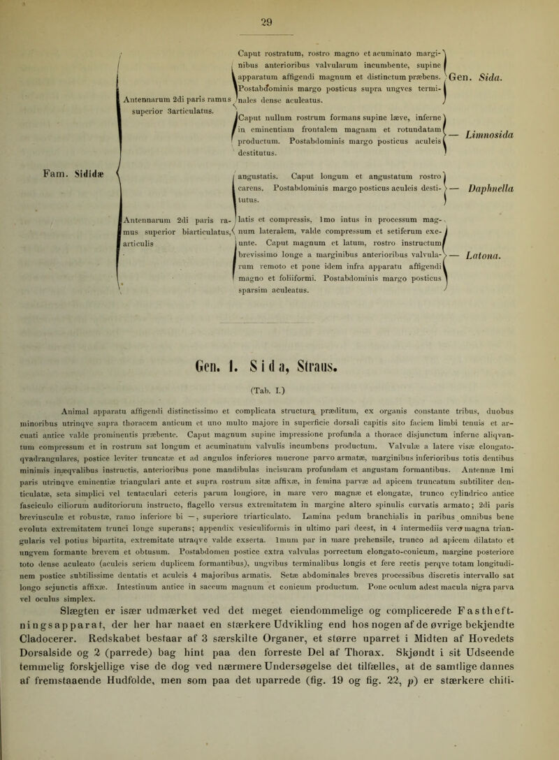 Caput rostratum, rostro magno et aeuminato nibus anterioribus valvularum incumbente, lapparatum affigendi magnum et distinctum præbens. ' Gen. Sid(l. IPostabcfominis margo posticus supra ungves termi- Antennarum 2di paris ram ns /nåles dense aculeatus. superior 3artieulatus. tinato margi-'i )ente, supine f 'tnm | i JCaput nullum rostrum formans supine læve, interne \ fin eminentiam frontalem magnarn et rotundatamf i productum. Postabdominis margo posticus aculeis ( destitutus. — Limnosida Fam. Sulidæ angustatis. Caput longum et angustatum rostro i carens. Postabdominis margo posticus aculeis desti- I tutus. Daphnella jAntennarum 2di paris ra- I latis et compressis, lmo intus in processum mag-. I mus superior biarticulatus,\ num lateralem, valde compressum et setiferum exe- | articulis lunte. Caput magnum et latum, rostro instructum/ Ibrevissimo longe a marginibus anterioribus valvula-V— Lotona. 'rum remoto et pone idctn infra apparatu affigendi I magno et foliiformi. Postabdominis margo posticus sparsim aculeatus. Gen. 1. S i d a, Slraus. (Tab. I.) Animal apparatu affigendi distinctissimo et complicata structura præditum, ex organis constante tribus, duobus minoribus utrinqve supra thoracem anticum et uno multo majore in superficie dorsali capitis sito facictn limbi tennis et ar- ctiati antice valde prominentis præbentc. Caput magnum supine impressione profunda a thorace disjunctum interne aliqvan- tum compressum ct in rostrum sat longum et aeuminatum valvulis ineumbens productum. Valvulæ a latere visæ elongato- qvadrangulares, postice leviter truncatæ et ad angulos inferiøres muerone parvo armatæ, marginibus inferioribus totis dentibus minimis inæqvalibus instructis, anterioribus pone mandibulas incisuram profundam et angustam formantibus. Antennæ lmi paris utrinqve eminentiæ triangulari ante et supra rostrum sitæ affixæ, in femina parvæ ad apicem truncatum subtilitet- den- ticulatæ, seta simplici vel tentaculari ceteris parum longiore, in mare vero magnæ et elongatæ, trunco cylindrico antice fasciculo ciliorum auditoriorum instructo, flagello versus extremitatem in margine altero spinulis curvatis armato; 2di paris breviusculæ et robustæ, rarno inferiore bi —, superiore triarticulato. Lamina pedum branchialis in paribus omnibus bene evoluta extremitatem trunci longe superans; appendix vesiculiformis in ultimo pari deest, in 4 intermediis vertTmagna trian- gularis vel potius bipartita, extremitate utraqve valde exserta. lmum par in mare prehensile, trunco ad apicem dilatato et ungvem l'ormante brevem et obtusum. Postabdomen postice extra valvulas porrectum elongato-conicum, margine posteriore toto dense aculeato (aculeis seriem duplicem formantibus), ungvibus terminalibus longis et fere rectis perqve totam longitudi- nem postice subtilissime dentatis et aculeis 4 majoribus armatis. Setæ abdominales breves processibus discretis intervallo sat longo sejunetis affixæ. Intestinum antice in saccum magnum et conicum productum. Pone oculum adest macula nigra parva vel oculus simplex. Slægten er især udmærket ved det meget eiendommelige og complicerede Fasthef't- ningsapparat, der her har naaet en stærkere Udvikling end hos nogen af de øvrige bekjendte Cladocerer. Redskabet besfaar af 3 særskilte Organer, et større uparret i Midten af Hovedets Dorsalside og 2 (parrede) bag hint paa den forreste Del af Thorax. Skjøndt i sit Udseende temmelig forskjellige vise de dog ved nærmere Undersøgelse det tilfælles, at de samtlige dannes af fremstaaende Hudfolde, men som paa det uparrede (fig. 19 og tig. 22, p) er stærkere chiti-