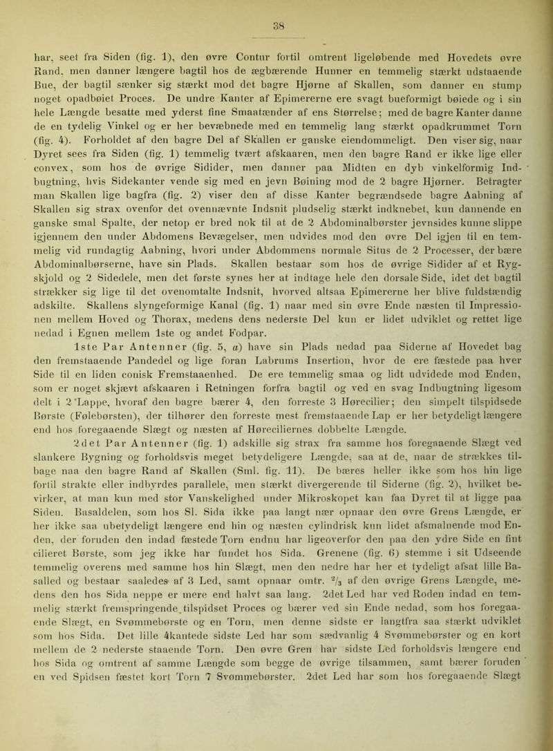 har, seet fra Siden (fig. 1), den øvre Contur fortil omtrent ligeløbende med Hovedets øvre Rand. men danner længere bagtil hos de ægbærende Hunner en temmelig stærkt udstaaende Bue, der bagtil sænker sig stærkt mod det bagre Hjørne af Skallen, som danner en stump noget opadbøiet Proces. De undre Kanter af Epimererne ere svagt bueformigt bøiede og i sin hele Længde besatte med yderst fine Smaatænder af ens Størrelse; med de bagre Kanter danne de en tydelig Vinkel og er her bevæbnede med en temmelig lang stærkt opadkrummet Torn (fig. 4). Forholdet af den bagre Del af Skallen er ganske ejendommeligt. Den viser sig, naar Dyret sees fra Siden (fig. 1) temmelig tvært afskaaren, men den bagre Rand er ikke lige eller convex, som hos de øvrige Sidider, men danner paa Midten en dyb vinkelformig Ind- bugtning, hvis Sidekanter vende sig med en jevn Bøining mod de 2 bagre Hjørner. Betragter man Skallen lige bagfra (fig. 2) viser den af disse Kanter begrændsede bagre Aabning af Skallen sig strax ovenfor det ovennævnte Indsnit pludselig stærkt indknebet, kun dannende en ganske smal Spalte, der netop er bred nok til at de 2 Abdominalbørster jevnsides kunne slippe i gj en nem den under Abdomens Bevægelser, rnen udvides mod den øvre Del igjen til en tem- melig vid rundagtig Aabning, hvori under Abdommens normale Situs de 2 Processer, der bære Abdominalbørserne, have sin Plads. Skallen bestaar som hos de øvrige Sidider af et Ryg- skjold og 2 Sidedele, men det første synes her at indtage hele den dorsale Side, idet det bagtil strækker sig lige til det ovenomtalte Indsnit, hvorved altsaa Epimererne her blive fuldstændig adskilte. Skallens slyngeformige Kanal (fig. 1) naar med sin øvre Ende næsten til Impressio- nen mellem Hoved og Thorax, medens dens nederste Del kun er lidet udviklet og rettet lige nedad i Egnen mellem 1ste og andet Fodpar. 1ste Par Antenner (fig. 5, d) have sin Plads nedad paa Siderne af Hovedet bag den fremstaaende Pandedel og lige foran Labrums Insertion, hvor de ere fæstede paa hver Side til en liden conisk Fremstaaenhed. De ere temmelig smaa og lidt udvidede mod Enden, som er noget skjævt afskaaren i Retningen forfra bagtil og ved en svag Indbugtning ligesom delt i 2'Lappe, hvoraf den bagre bærer 4, den forreste 3 Hørecilier; den simpelt tilspidsede Børste (Følebørsten), der tilhører den forreste mest fremstaaende Lap er her betydeligt længere end hos foregaaende Slægt og næsten af Høreciliernes dobbelte Længde. 2det Par Antenner (fig. 1) adskille sig strax fra samme hos foregaaende Slægt ved slankere Bygning og forholdsvis meget betydeligere Længde, saa at de, naar de strækkes til- bage naa den bagre Rand af Skallen (Sml. fig. 11). De bæres heller ikke som hos hin lige fortil strakte eller indbyrdes parallele, men stærkt divergerende til Siderne (fig. 2), hvilket be- virker, at man kun med stor Vanskelighed under Mikroskopet kan faa Dyret til at ligge paa Siden. Basaldelen, som hos SI. Sida ikke paa langt nær opnaar den øvre Grens Længde, er her ikke saa ubetydeligt længere end hin og næsten cylindrisk kun lidet afsmalnende mod En- den, der foruden den indad fæstede Torn endnu har ligeoverfor den paa den ydre Side en fint cilieret Børste, som jeg ikke har fundet hos Sida. Grenene (fig. 6) stemme i sit Udseende temmelig overens med samme hos hin Slægt, men den nedre har her et lydeligt afsat lille Ba- salled og bestaar saaledes- af 3 Led, samt opnaar omtr. 2/3 af den øvrige Grens Længde, me- dens den hos Sida neppe er mere end halvt saa lang. 2det Led har ved Roden indad en tem- melig stærkt fremspringende.tilspidset Proces og bærer ved sin Ende nedad, som hos foregaa- ende Slægt, en Svømmebørste og en Torn, men denne sidste er langtfra saa stærkt udviklet som hos Sida. Det lille 4kantede sidste Led liar som sædvanlig 4 Svømmebørster og en kort mellem de 2 nederste staaende Torn. Den øvre Gren har sidste Led forholdsvis længere end hos Sida og omtrent af samme Længde som begge de øvrige tilsammen, samt bærer foruden en ved Spidsen fæstet kort Torn 7 Svømmebørster. 2det Led har som hos foregaaende Slægt