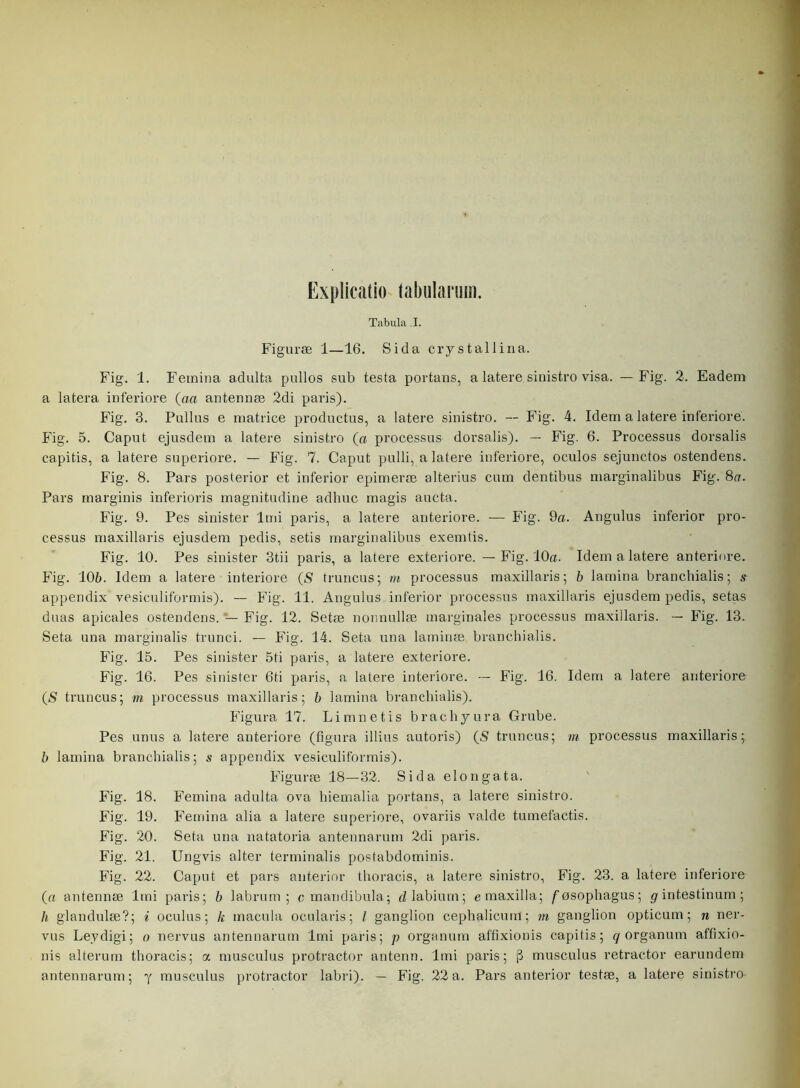 Explicatio tabularum. Tabula ,1. Figuræ 1—16. Sida crystallina. Fig. 1. Femina adulta pullos sub testa portans, a latere sinistro visa. — Fig. 2. Eadem a latera inferiore (aa antermæ 2di paris). Fig. 3. Pullus e matrice productus, a latere sinistro. — Fig. 4. Idem a latere inferiore. Fig. 5. Caput ejusdem a latere sinistro (a processus dorsalis). — Fig. 6. Processus dorsalis capitis, a latere superiore. — Fig. 7. Caput pulli, a latere inferiore, oculos sejunctos ostendens. Fig. 8. Pars posterior et inferior epimeræ alterius cum dentibus marginalibus Fig. 8a. Pars marginis inferioris magnitudine adhuc magis aucta. Fig. 9. Pes sinister lud paris, a latere anteriore. — Fig. 9a. Angulus inferior pro- cessus maxillaris ejusdem pedis, setis marginalibus exemtis. Fig. 10. Pes sinister 3tii paris, a latere exteriore. — Fig. 10a. Idem a latere anteriore. Fig. 106. Idem a latere inferiore (S truncus; tn processus maxillaris; b lamina branchialis; s appendix vesiculiformis). — Fig. 11. Angulus inferior processus maxillaris ejusdem pedis, setas duas apicales ostendens. *— Fig. 12. Setæ nonnullæ marginales processus maxillaris. — Fig. 13. Seta una marginalis trunci. — Fig. 14. Seta una laminæ branchialis. Fig. 15. Pes sinister 5ti paris, a latere exteriore. Fig. 16. Pes sinister 6ti paris, a latere inferiore. -- Fig. 16. Idem a latere anteriore (S truncus; m processus maxillaris; b lamina branchialis). Figura 17. Limnetis brachyura Grube. Pes unus a latere anteriore (figura illius autoris) (S truncus; m processus maxillaris; b lamina branchialis; s appendix vesiculiformis). Figuræ 18—32. Sida elongata. Fig. 18. Femina adulta ova hiemalia portans, a latere sinistro. Fig. 19. Femina alia a latere superiore, ovariis valde tumefactis. Fig. 20. Seta una natatoria antennarum 2di paris. Fig. 21. Ungvis alter terminalis postabdominis. Fig. 22. Caput et pars anterior thoracis, a latere sinistro, Fig. 23. a latere inferiore (a antennæ lmi paris; b labrum; c mandibula; dlabium; emaxilla; /øsophagus; gintestinum; h glandulæ?; i oculus; k macula ocularis; 1, ganglion cephalicum; m ganglion opticum; n ner- vus Leydigi; o nervus antennarum lmi paris; p organum affixionis capitis; q organum affixio- nis alterum thoracis; a musculus protractor antenn. lmi paris; (3 musculus retractor earundem antennarum; y musculus protractor labri). — Fig. 22a. Pars anterior testæ, a latere sinistro