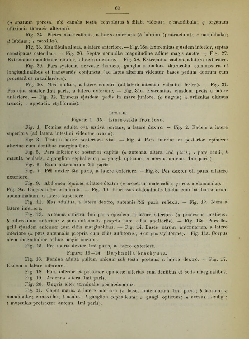 (a spatium porosa, ubi canalis testæ convolutus b dilabi videtur; c mandibula; q organum affixionis thoracis alterum). Fig. 24. Partes masticationis, a latere inferiore (b labrum (protractum); c mandibulæ; d labium; e maxillæ). Fig. 25. Maudibula altera, a latere anteriore. —Fig. 25a. Extremitas ejusdem inferior, septas constipatas ostendeus. — Fig. 26. Septæ nonnullæ magnitudine adhuc magis auctæ. — Fig. 27. Extremitas mandibulæ inferior, a latere interiore. — Fig. 28. Extremitas eadem, a latere exteriore. Fig. 29. Pars systemæ nervosæ thoracis, ganglia ostendens thoracalia commissuris et longitudinalibus et transversis conjuncta (ad latus alterum videntur bases pedum duorum cum processibus maxillaribus). Fig. 30. Mas adultus, a latere sinistro (ad latera intestini videntur testes). — Fig. 31. Pes ejus sinister lmi paris, a latere exteriore. — Fig. 31a. Extremitas ejusdem pedis a latere anteriore. — Fig. 32. Truncus ejusdem pedis in mare juniore. (a ungvis; b articulus ultimus trunci; c appendix styliformis). Tabula II. Figuræ 1—15. Limn os id a front os a. Fig. 1. Femina adulta ova æstiva portans, a latere dextro. — Fig. 2. Eadem a latere superiore (ad latera intestini viden tur ovaria). Fig. 3. Testa a latere posteriore visa. — Fig. 4. Pars inferior et posterior epimeræ alterius cum dentibus marginalibus. Fig. 5. Pars inferior et posterior capitis (a antenna altera lmi paris; i pars oculi; k macula ocularis; l ganglion cephalicum; m gangl. opticum; o nervus antenn. Irni paris). Fig. 6. Rami antennarum 2di paris. Fig. 7. PdS dexter 3tii paris, a latere exteriore. — Fig. 8. Pes dexter 6ti paris, a latere exteriore. Fig. 9. Abdomen feminæ, a latere dextro (p processus matricalis ; q proc. abdominalis). — Fig. 9a. Ungvis alter terminalis. — Fig. 10. Processus abdominalis bifidus cum basibus setarum abdominalium, a latere superiore. Fig. 11. Mas adultus, a latere dextro, antennis 2di paris reflexis. — Fig. 12. Idem a latere inferiore. Fig. 13. Antenna sinistra lmi paris ejusdem, a latere interiore (a processus posticus; b tuberculum anterius; c pars antennalis propria cum ciliis auditoriis). — Fig. 13a. Pars fla- gelli ejusdem antennæ cum ciliis marginalibus. — Fig. 14. Bases earum antennarum, a latere inferiore (« pars antennalis propria cum ciliis auditoriis; d corpus styliforme). Fig. 14a. Corpus idem magnitudine adhuc magis auctum. Fig. 15. Pes maris dexter lmi paris, a latere exteriore. Figuræ 16—24. Daphnella brachyura. Fig. 16. Femina adulta pullum unicum sub testa portans, a latere dextro. — Fig. 17. Eadem a latere inferiore. Fig. 18. Pars inferior et posterior epimeræ alterius cum dentibus et setis marginalibus. Fig. 19. Antenna altera lmi paris. Fig. 20. Ungvis alter terminalis postabdominis. Fig. 21. Caput meris, a latere inferiore (« bases antennarum lmi paris; b labrum; c mandibulæ; e maxillæ; i oculus; l ganglion cephalicum; m gangl. opticum; n nervus Leydigi; t musculus protractor antenn. lmi paris).