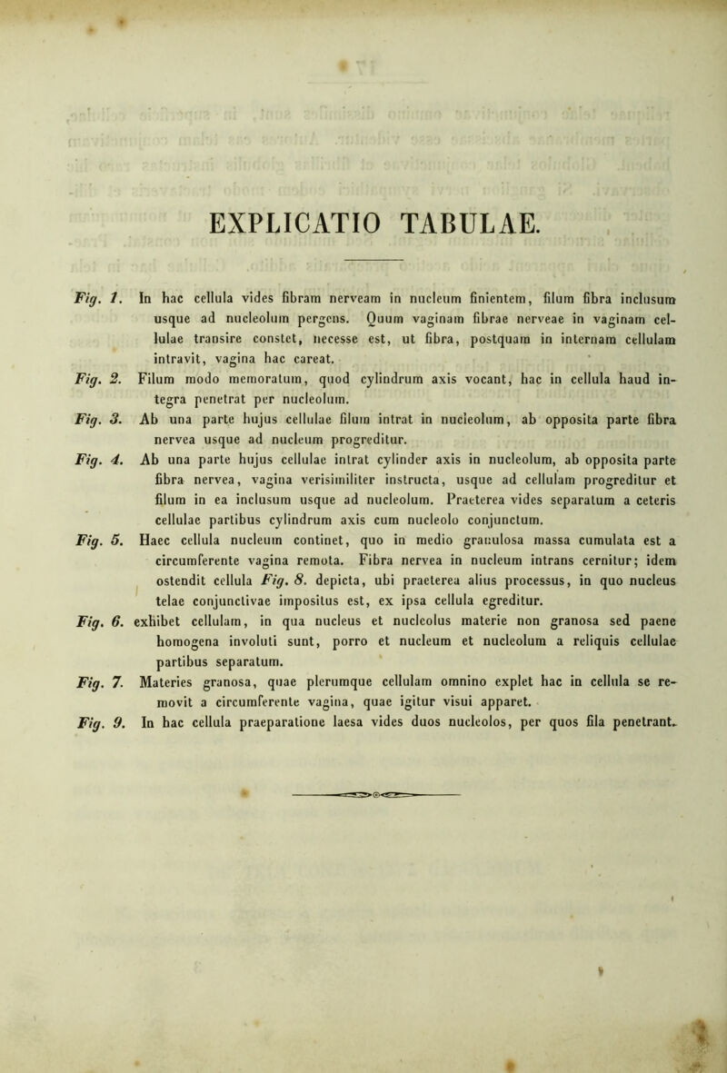 EXPLICATIO TABULAE. Fig. i. In hac cellula vides fibram nerveam in nucleum finientem, filum fibra inclusum usque ad nucleolum pergens. Quum vaginam fibrae nerveae in vaginam cel- lulae transire constet, necesse est, ut fibra, postquam in internam cellulam intravit, vagina hac careat. Fig. 2. Filum modo memoratum, quod cylindrum axis vocant, hac in cellula haud in- tegra penetrat per nucleolum. Fig. 3. Ab una parte hujus cellulae filum intrat in nucleolum, ab opposita parte fibra nervea usque ad nucleum progreditur. Fig. 4. Ab una parte hujus cellulae intrat cylinder axis in nucleolum, ab opposita parte fibra nervea, vagina verisimiliter instructa, usque ad cellulam progreditur et filum in ea inclusum usque ad nucleolum. Praeterea vides separatum a ceteris cellulae partibus cylindrum axis cum nucleolo conjunctum. Fig. 5. Haec cellula nucleum continet, quo in medio granulosa massa cumulata est a circumferente vagina remota. Fibra nervea in nucleum intrans cernitur; idem ostendit cellula Fig. 8. depicta, ubi praeterea alius processus, in quo nucleus telae conjunctivae impositus est, ex ipsa cellula egreditur. Fig. 6. exhibet cellulam, in qua nucleus et nucleolus materie non granosa sed paene horaogena involuti sunt, porro et nucleum et nucleolum a reliquis cellulae partibus separatum. Fig. 7. Materies granosa, quae plerumque cellulam omnino explet hac in cellula se re- movit a circumferente vagina, quae igitur visui apparet. Fig. 9. In hac cellula praeparatione laesa vides duos nucleolos, per quos fila penetrant*