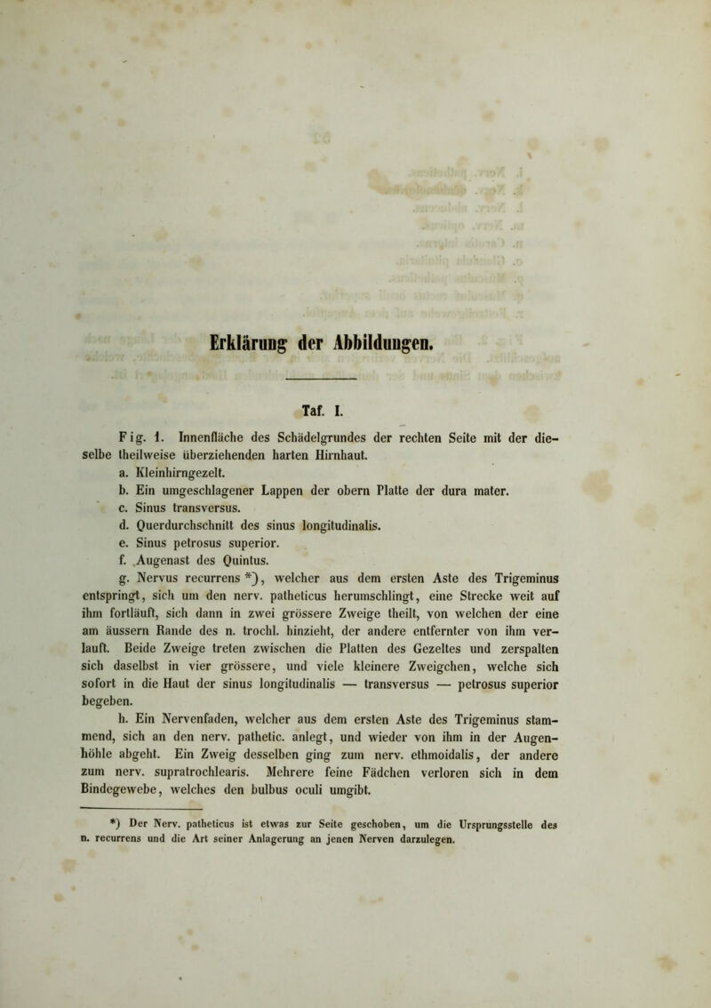 Erklärung der Abbildungen. Taf. I. Fig. 1. Innenfläche des Schädelgrundes der rechten Seite mit der die- selbe theilweise überziehenden harten Hirnhaut. a. Kleinhirngezelt. b. Ein umgeschlagener Lappen der obern Platte der dura mater. c. Sinus transversus. d. Querdurchschnitt des sinus longitudinalis. e. Sinus petrosus superior. f. Augenast des Quintus. g. Nervus recurrens *), welcher aus dem ersten Aste des Trigeminus entspringt, sich um den nerv, patheticus herumschlingt, eine Strecke weit auf ihm fortläuft, sich dann in zwei grössere Zweige theilt, von welchen der eine am äussern Rande des n. trochl. hinzieht, der andere entfernter von ihm ver- lauft. Beide Zweige treten zwischen die Platten des Gezeltes und zerspalten sich daselbst in vier grössere, und viele kleinere Zweigehen, welche sich sofort in die Haut der sinus longitudinalis — transversus — petrosus superior begeben. h. Ein Nervenfaden, welcher aus dem ersten Aste des Trigeminus stam- mend, sich an den nerv, pathetic. anlegt, und wieder von ihm in der Augen- höhle abgeht. Ein Zweig desselben ging zum nerv, ethmoidalis, der andere zum nerv, supratrochlearis. Mehrere feine Fädchen verloren sich in dem Bindegewebe, welches den bulbus oculi umgibt. *) Der Nerv, patheticus ist etwas zur Seite geschoben, um die Ursprungsstelle des n. recurrens und die Art seiner Anlagerung an jenen Nerven darzulegen.