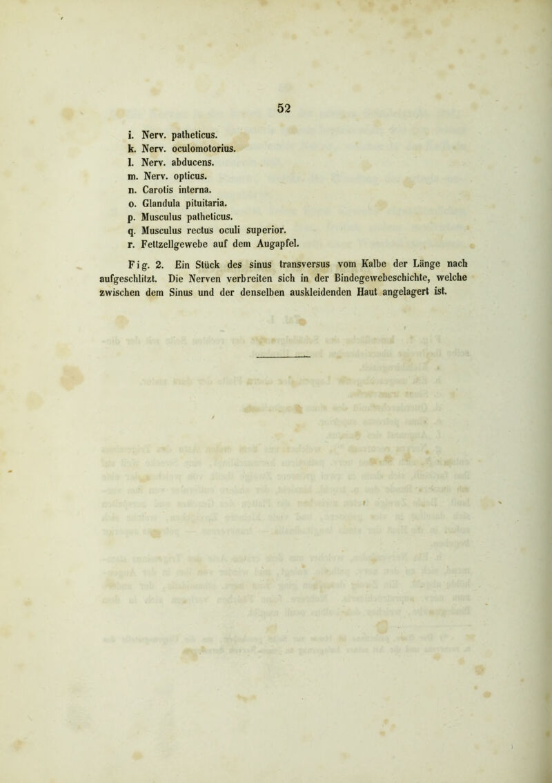 i. Nerv, patheticus. k. Nerv, oculomotorius. l. Nerv, abducens. m. Nerv, opticus. n. Carotis interna. o. Glandula pituitaria. p. Musculus patheticus. q. Musculus rectus oculi superior. r. Fettzellgewebe auf dem Augapfel. Fig. 2. Ein Stück des sinus transversus vom Kalbe der Länge nach aufgeschlitzt. Die Nerven verbreiten sich in der Bindegewebeschichte, welche zwischen dem Sinus und der denselben auskleidenden Haut angelagert ist. /
