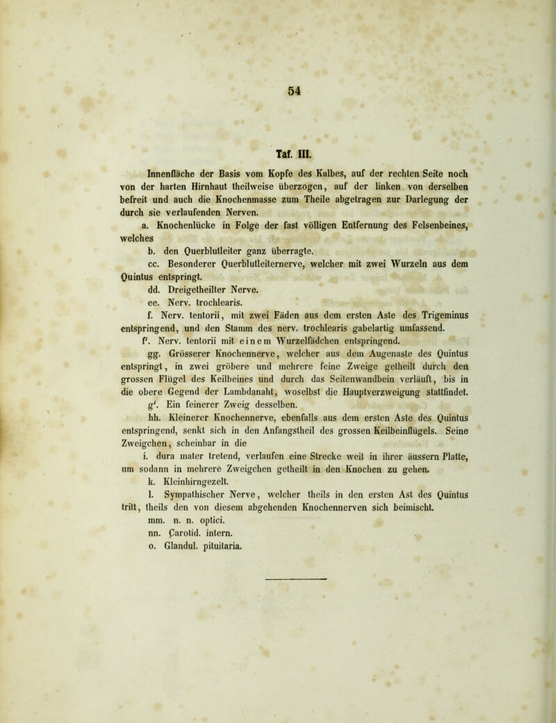 Taf. III. Innenfläche der Basis vom Kopfe des Kalbes, auf der rechten Seite noch von der harten Hirnhaut theilweise überzogen, auf der linken von derselben befreit und auch die Knochenmasse zum Theile abgetragen zur Darlegung der durch sie verlaufenden Nerven. a. Knochenlücke in Folge der fast völligen Entfernung des Felsenbeines, welches b. den Querblutleiter ganz überragte. cc. Besonderer Querblulleiternerve, welcher mit zwei Wurzeln aus dem Quintus entspringt. dd. Dreigetheilter Nerve. ee. Nerv, trochlearis. f. Nerv, tentorii, mit zwei Fäden aus dem ersten Aste des Trigeminus entspringend, und den Stamm des nerv, trochlearis gabelartig umfassend. f'. Nerv, tentorii mit einem Wurzelfädchen entspringend. gg. Grösserer Knochennerve, welcher aus dem Augenaste des Quintus entspringt, in zwei gröbere und mehrere feine Zweige getheilt durch den grossen Flügel des Keilbeines und durch das Seitenwandbein verläuft, bis in die obere Gegend der Lambdanaht, woselbst die Hauptverzweigung stattfindet. g'. Ein feinerer Zweig desselben. hh. Kleinerer Knochennerve, ebenfalls aus dem ersten Aste des Quintus entspringend, senkt sich in den Anfangstheil des grossen Keilbeinflügels. Seine Zweigehen, scheinbar in die i. dura mater tretend, verlaufen eine Strecke weit in ihrer äussern Platte, um sodann in mehrere Zweigehen getheilt in den Knochen zu gehen. k. Kleinhirngezelt. l. Sympathischer Nerve, welcher theils in den ersten Ast des Quintus tritt, theils den von diesem abgehenden Knochennerven sich beimischt. mm. n. n. optici. nn. Qarotid. intern. o. Glandul. pituilaria.