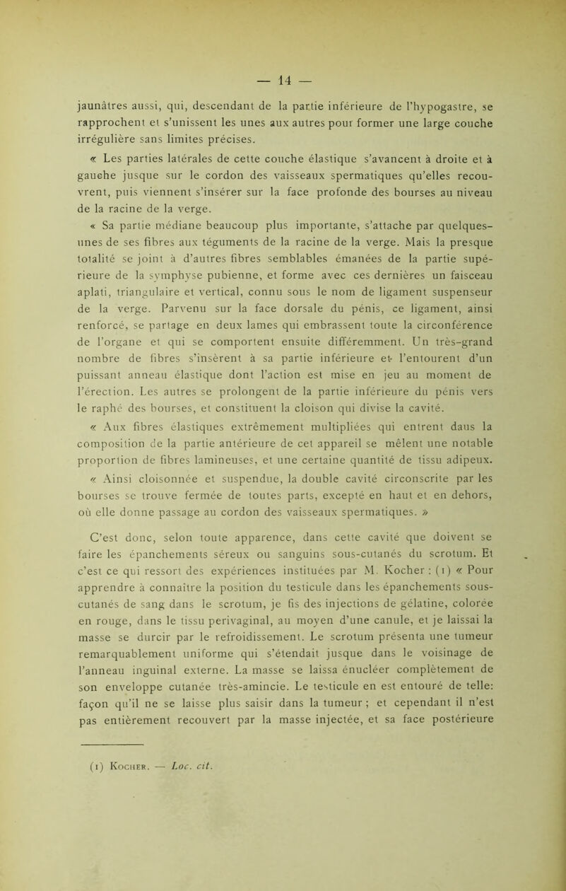 jaunâtres aussi, qui, descendant de la partie inférieure de l’hypogastre, se rapprochent et s’unissent les unes aux autres pour former une large couche irrégulière sans limites précises. « Les parties latérales de cette couche élastique s’avancent à droite et à gauche jusque sur le cordon des vaisseaux spermatiques qu’elles recou- vrent, puis viennent s’insérer sur la face profonde des bourses au niveau de la racine de la verge. « Sa partie médiane beaucoup plus importante, s’attache par quelques- unes de ses fibres aux téguments de la racine de la verge. Mais la presque totalité se joint à d’autres fibres semblables émanées de la partie supé- rieure de la symphyse pubienne, et forme avec ces dernières un faisceau aplati, triangulaire et vertical, connu sous le nom de ligament suspenseur de la verge. Parvenu sur la face dorsale du pénis, ce ligament, ainsi renforcé, se partage en deux lames qui embrassent toute la circonférence de l’organe et qui se comportent ensuite différemment. Un très-grand nombre de fibres s’insèrent à sa partie inférieure et- l’entourent d’un puissant anneau élastique dont l’action est mise en jeu au moment de l’érection. Les autres se prolongent de la partie inférieure du pénis vers le raphé des bourses, et constituent la cloison qui divise la cavité. « Aux fibres élastiques extrêmement multipliées qui entrent daus la composition de la partie antérieure de cet appareil se mêlent une notable proportion de fibres lamineuses, et une certaine quantité de tissu adipeux. « Ainsi cloisonnée et suspendue, la double cavité circonscrite par les bourses se trouve fermée de toutes parts, excepté en haut et en dehors, où elle donne passage au cordon des vaisseaux spermatiques. » C’est donc, selon toute apparence, dans cette cavité que doivent se faire les épanchements séreux ou sanguins sous-cutanés du scrotum. Et c’est ce qui ressort des expériences instituées par M. Kocher : (i) « Pour apprendre à connaître la position du testicule dans les épanchements sous- cutanés de sang dans le scrotum, je fis des injections de gélatine, colorée en rouge, dans le tissu perivaginal, au moyen d’une canule, et je laissai la masse se durcir par le refroidissement. Le scrotum présenta une tumeur remarquablement uniforme qui s’étendait jusque dans le voisinage de l’anneau inguinal externe. La masse se laissa énucléer complètement de son enveloppe cutanée très-amincie. Le testicule en est entouré de telle: façon qu’il ne se laisse plus saisir dans la tumeur ; et cependant il n’est pas entièrement recouvert par la masse injectée, et sa face postérieure (i) Kocher. — Loc. cit.