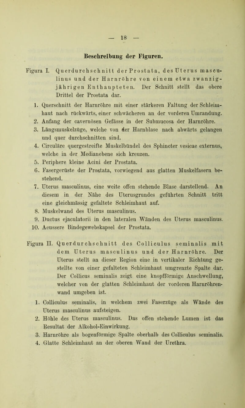Beschreibung der Figuren. Figura I. Querdurchschnitt der Prostata, des Uterus raascu- linus und der Harnröhre von einem etwa zwanzig- jährigen Enthaupteten. Der Schnitt stellt das obere Drittel der Prostata dar. 1. Querschnitt der Harnröhre mit einer stärkeren Faltung der Schleim- haut nach rückwärts, einer schwächeren an der vorderen Umrandung. 2. Anfang der cavernösen Gefässe in der Submucosa der Harnröhre. 3. Längsmuskelzüge, welche von der Harnblase nach abwärts gelangen und quer durchschnitten sind. 4. Circuläre quergestreifte Muskelbündel des Sphincter vesicae externus, welche in der Medianehene sich kreuzen. 5. Periphere kleine Acini der Prostata. 6. Fasergerüste der Prostata, vorwiegend aus glatten Muskelfasern be- stehend. 7. Uterus masculinus, eine weite offen stehende Blase darstellend. An diesem in der Nähe des Uterusgrundes geführten Schnitt tritt eine gleichmässig gefaltete Schleimhaut auf. 8. Muskelwand des Uterus masculinus. 9. Ductus ejaculatorii in den lateralen Wänden des Uterus masculinus. 10. Aeussere Bindegewebskapsel der Prostata. Figura H. Querdurchschnitt des Colliculus seminalis mit dem Uterus masculinus und der Harnröhre. Der Uterus stellt an dieser Begion eine in vertikaler Richtung ge- stellte von einer gefalteten Schleimhaut umgrenzte Spalte dar. Der Collicus seminalis zeigt eine knopfförmige Anschwellung, welcher von der glatten Schleimhaut der vorderen Harnröhren- wand umgeben ist. 1. Colliculus seminalis, in welchem zwei Faserzüge als Wände des Uterus masculinus aufsteigen. 2. Höhle des Uterus masculinus. Das offen stehende Lumen ist das Resultat der Alkohol-Einwirkung. 3. Harnröhre als bogenförmige Spalte oberhalb des Colliculus seminalis. 4. Glatte Schleimhaut an der oberen Wand der Urethra. \