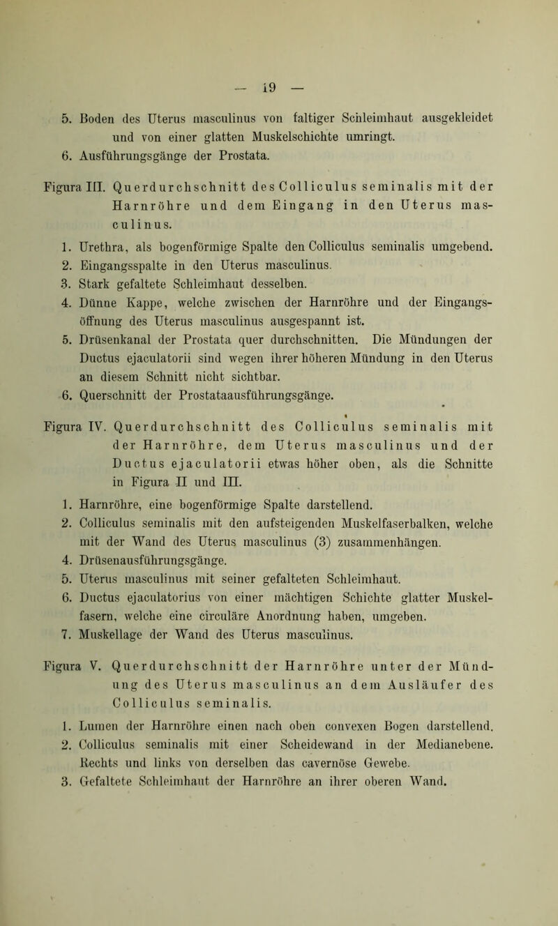 5. Boden des Uterus masculinus von faltiger Schleimhaut ausgekleidet und von einer glatten Muskelschichte umringt. 6. Ausführungsgänge der Prostata. Figura III. Querdurchschnitt desColliculusseminalismit der Harnröhre und dem Eingang in den Uterus mas- culinus. 1. Urethra, als bogenförmige Spalte den Colliculus seminalis umgebend. 2. Eingangsspalte in den Uterus masculinus. 3. Stark gefaltete Schleimhaut desselben. 4. Dünne Kappe, welche zwischen der Harnröhre und der Eingangs- öffnung des Uterus masculinus ausgespannt ist. 5. Drüsenkanal der Prostata quer durchschnitten. Die Mündungen der Ductus ejaculatorii sind wegen ihrer höheren Mündung in den Uterus an diesem Schnitt nicht sichtbar. 6. Querschnitt der Prostataausführungsgänge. « Figura IV. Querdurchschuitt des Colliculus seminalis mit der Harnröhre, dem Uterus masculinus und der Ductus ejaculatorii etwas höher oben, als die Schnitte in Figura II und IH. 1. Harnröhre, eine bogenförmige Spalte darstellend. 2. Colliculus seminalis mit den aufsteigenden Muskelfaserbalken, welche mit der Wand des Uterus masculinus (3) Zusammenhängen. 4. Drüsenausführungsgänge. 5. Uterus masculinus mit seiner gefalteten Schleimhaut. 6. Ductus ejaculatorius von einer mächtigen Schichte glatter Muskel- fasern, welche eine circuläre Anordnung haben, umgeben. 7. Muskellage der Wand des Uterus masculinus. Figura V. Querdurchschnitt der Harnröhre unter der Münd- ung des Uterus masculinus an dem Ausläufer des Colliculus seminalis. 1. Lumen der Harnröhre einen nach oben convexen Bogen darstellend. 2. Colliculus seminalis mit einer Scheidewand in der Medianebene. Rechts und links von derselben das cavernöse Gewebe. 3. Gefaltete Schleimhaut der Harnröhre an ihrer oberen Wand.