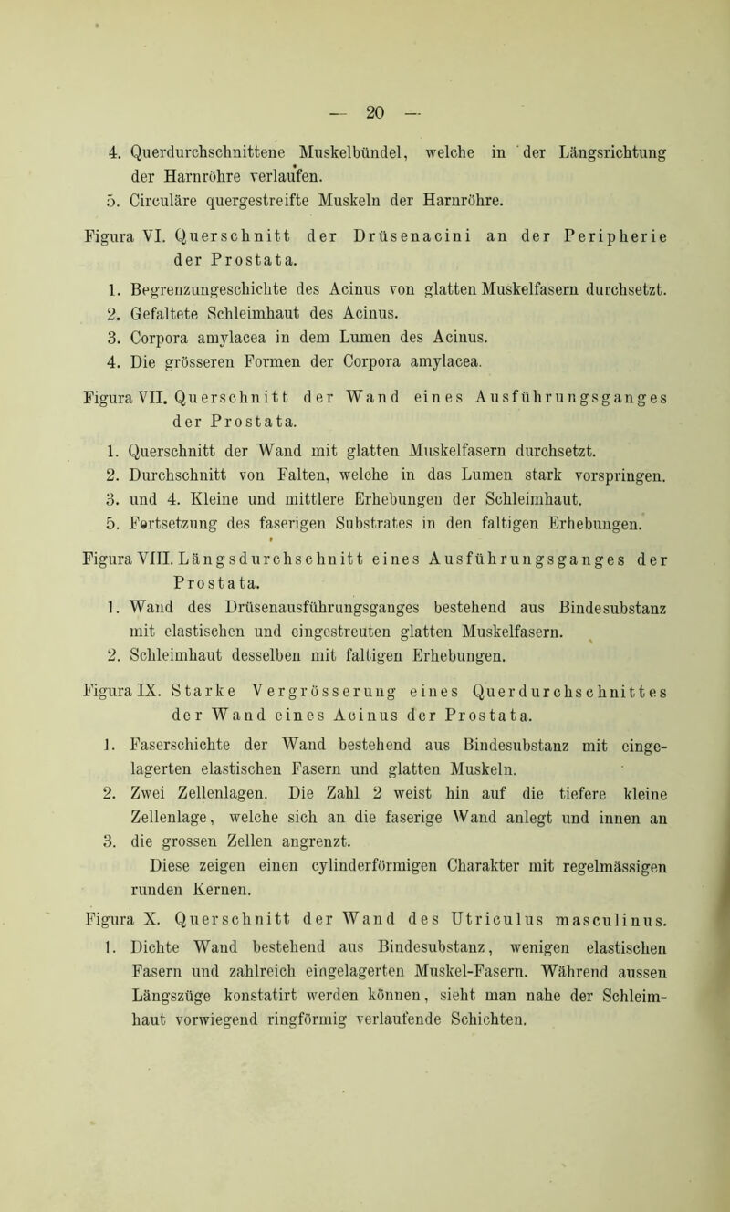 4. Querdurchschnittene Muskelbündel, welche in der Längsrichtung « der Harnröhre verlaufen. 5. Circulare quergestreifte Muskeln der Harnröhre. Figura VI. Querschnitt der Drüsenacini an der Peripherie der Prostata. 1. Begrenzungeschichte des Acinus von glatten Muskelfasern durchsetzt. 2. Gefaltete Schleimhaut des Acinus. 3. Corpora amylacea in dem Lumen des Acinus. 4. Die grösseren Formen der Corpora amylacea. Figura VII. Querschnitt der Wand eines Ausführungsganges der Prostata. 1. Querschnitt der Wand mit glatten Muskelfasern durchsetzt. 2. Durchschnitt von Falten, welche in das Lumen stark vorspringen. 3. und 4. Kleine und mittlere Erhebungen der Schleimhaut. 5. Fortsetzung des faserigen Substrates in den faltigen Erhebungen. » Figura VIII. Längsdurchschnitt eines Ausführungsganges der Prostata. 1. Wand des Drüsenausführungsganges bestehend aus Bindesubstanz mit elastischen und eingestreuten glatten Muskelfasern. 2. Schleimhaut desselben mit faltigen Erhebungen. Figura IX. Starke Vergrösserung eines Querdurchschnittes der Wand eines Acinus der Prostata. 1. Faserschichte der Wand bestehend aus Bindesubstanz mit einge- lagerten elastischen Fasern und glatten Muskeln. 2. Zwei Zellenlagen. Die Zahl 2 weist hin auf die tiefere kleine Zellenlage, welche sich an die faserige Wand anlegt und innen an 3. die grossen Zellen angrenzt. Diese zeigen einen cylinderförmigen Charakter mit regelmässigen runden Kernen. Figura X. Querschnitt der Wand des Utriculus masculinus. 1. Dichte Wand bestehend aus Bindesubstanz, wenigen elastischen Fasern und zahlreich eingelagerten Muskel-Fasern. Während aussen Längszüge konstatirt werden können, sieht man nahe der Schleim- haut vorwiegend ringförmig verlaufende Schichten.