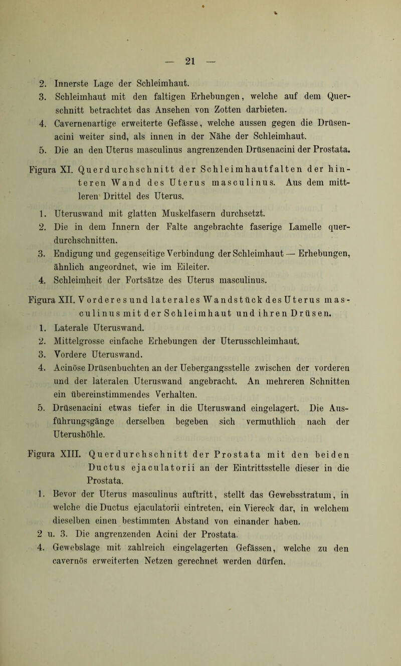 2. Innerste Lage der Schleimhaut. 3. Schleimhaut mit den faltigen Erhebungen, welche auf dem Quer- schnitt betrachtet das Ansehen von Zotten darbieten. 4. Cavernenartige erweiterte Gefässe, welche aussen gegen die Drüsen- acini weiter sind, als innen in der Nähe der Schleimhaut. 5. Die an den Uterus masculinus angrenzenden Drtisenacini der Prostata. Figura XI. Querdurchschnitt der Schleimhautfalten der hin- teren Wand des Uterus masculinus. Aus dem mitt- leren Drittel des Uterus. 1. Uteruswand mit glatten Muskelfasern durchsetzt. 2. Die in dem Innern der Falte angebrachte faserige Lamelle quer- durchschnitten. 3. Endigung und gegenseitige Verbindung der Schleimhaut — Erhebungen, ähnlich angeordnet, wie im Eileiter. 4. Schleimheit der Fortsätze des Uterus masculinus. Figura XII. Vorderesund lateralesWandstück desUterus mas- culinus mit der Schleimhaut und ihren Drüsen. 1. Laterale Uterus wand. 2. Mittelgrosse einfache Erhebungen der Uterusschleimhaut. 3. Vordere Uteruswand. 4. Acinüse Drüsenbuchten an der Uebergangsstelle zwischen der vorderen und der lateralen Uteruswand angebracht. An mehreren Schnitten ein übereinstimmendes Verhalten. 5. Drüsenacini etwas tiefer in die Uteruswand eingelagert. Die Aus- führungsgänge derselben begeben sich vermuthlich nach der Uterushöhle. Figura XIII. Querdurchschnitt der Prostata mit den beiden Ductus ejaculatorii an der Eintrittsstelle dieser in die Prostata. 1. Bevor der Uterus masculinus auftritt, stellt das Gewebsstratum, in welche die Ductus ejaculatorii eintreten, ein Viereck dar, in welchem dieselben einen bestimmten Abstand von einander haben. 2 u. 3. Die angrenzenden Acini der Prostata. 4. Gewebslage mit zahlreich eingelagerten Gefässen, welche zu den cavernös erweiterten Netzen gerechnet werden dürfen.
