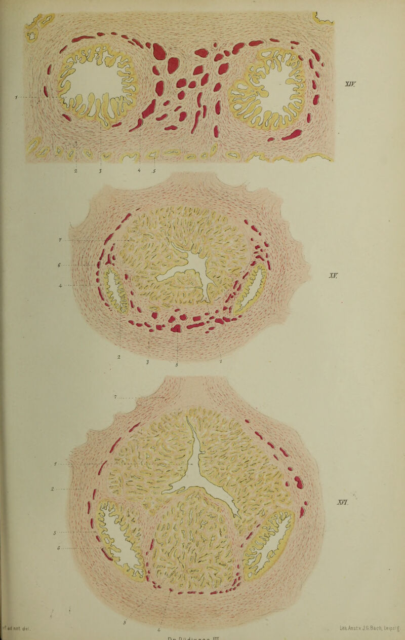 jei'r S S m. Lith.Ansr.v. J G.Bach, Leipiig. >f ad nat de’. n „ n j nt
