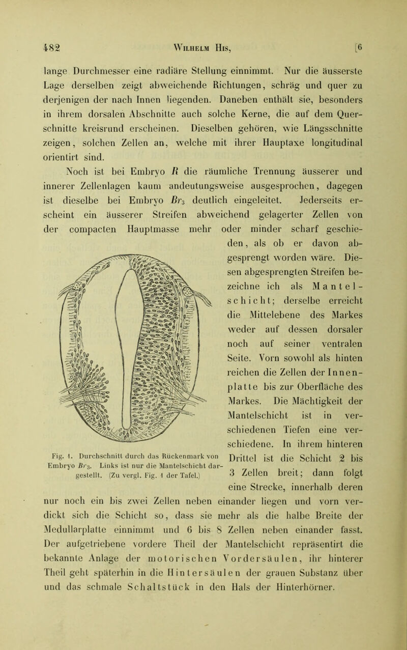 lange Durchmesser eine radiäre Stellung einnimmt. Nur die äusserste Lage derselben zeigt abweichende Richtungen, schräg und quer zu derjenigen der nach Innen liegenden. Daneben enthält sie, besonders in ihrem dorsalen Abschnitte auch solche Kerne, die auf dem Quer- schnitte kreisrund erscheinen. Dieselben gehören, wie Längsschnitte zeigen, solchen Zellen an, welche mit ihrer Hauptaxe longitudinal orientirt sind. Noch ist bei Embryo R die räumliche Trennung äusserer und innerer Zellenlagen kaum andeutungsweise ausgesprochen, dagegen ist dieselbe bei Embryo deutlich eingeleitet. Jederseits er- scheint ein äusserer Streifen abweichend gelagerter Zellen von der compacten Hauptmasse mehr oder minder scharf geschie- den , als ob er davon ab- gesprengt worden wäre. Die- sen abgesprengten Streifen be- zeichne ich als Mantel- schicht; derselbe erreicht die Mittelebene des Markes weder auf dessen dorsaler noch auf seiner ventralen Seite. Vorn sowohl als hinten reichen die Zellen der Innen- platte bis zur Oberfläche des Markes. Die Mächtigkeit der Mantelschicht ist in ver- schiedenen Tiefen eine ver- schiedene. In ihrem hinteren Drittel ist die Schicht 2 bis 3 Zellen breit; dann folgt eine Strecke, innerhalb deren nur noch ein bis zwei Zellen neben einander liegen und vorn ver- dickt sich die Schicht so, dass sie mehr als die halbe Breite der iMedullarplatte einnimmt und 6 bis 8 Zellen neben einander fasst. Der aufgetriebene vordere Theil der iMantelschicht repräsentirt die bekannte Anlage der motorischen Vordersäu len, ihr hinterer Theil geht späterhin in die Hinter sä ulen der grauen Substanz Uber und das schmale Schaltstück in den Hals der Hinlerhorner. Fig. 1. Durchschnitl durch das Rückenmark von Embryo Bi's. Links ist nur die Mantelsciiicht dar- gestellt. (Zu vergl. Fig. 1 der Tafel.)