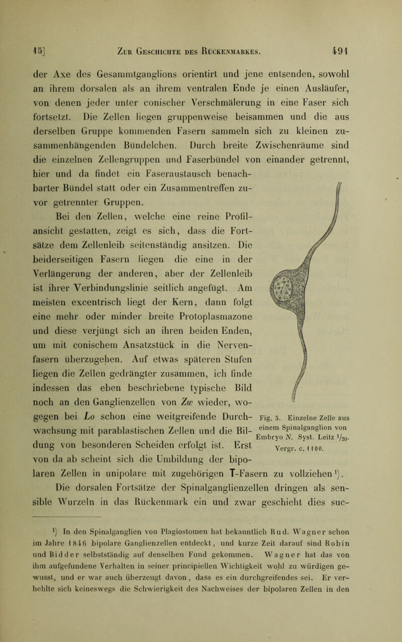 der Axe des Gesammtganglions orientirt und jene entsenden, sowohl an ihrem dorsalen als an ihrem ventralen Ende je einen Ausläufer, von denen jeder unter conischer Verschmälerung in eine Faser sich fortsetzt. Die Zellen liegen gruppenweise beisammen und die aus derselben Gruppe kommenden Fasern sammeln sich zu kleinen zu- sammenhängenden Bündelchen. Durch breite Zwischenräume sind die einzelnen Zellengruppen und Faserbündel von einander getrennt, hier und da findet ein Faseraustausch benach- barter Bündel statt oder ein ZusammentretTen zu- vor getrennter Gruppen. Bei den Zellen, welche eine reine Profil- ansicht gestatten, zeigt es sich, dass die Fort- sätze dem Zellenleib seitenständig ansitzen. Die beiderseitigen Fasern liegen die eine in der Verlängerung der anderen, aber der Zellenleib ist ihrer Verbindungslinie seitlich angefügt. Am meisten excentrisch liegt der Kern, dann folgt eine mehr oder minder breite Protoplasmazone und diese verjüngt sich an ihren beiden Enden, um mit conischem Ansatzstück in die Nerven- fasern Uberzugehen. Auf etwas späteren Stufen liegen die Zellen gedrängter zusammen, ich finde indessen das eben beschriebene typische Bild noch an den Ganglienzellen von Zw wieder, wo- gegen bei Lo schon eine weitgreifende Durch- Pig. 5. Einzelne zeiie aus wachsung mit parablastischen Zellen und die Bil- spmaiganghon von düng von besonderen Scheiden erfolgt ist. Erst vergr. c. hoo. von da ab scheint sich die Umbildung der bipo- laren Zellen in unipolare mit zugehörigen T-Fasern zu vollziehen'). Die dorsalen Fortsätze der Spinalganglienzellen dringen als sen- sible Wurzeln in das Rückenmark ein und zwar geschieht dies suc- ') In den Spinalganglien von Plagiostomen hat bekanntlich Rud. Wagner schon im Jahre 1846 bipolare Ganglienzellen entdeckt, und kurze Zeit darauf sind Robin iindBidder selbstständig auf denselben Fund gekommen. Wagner hat das von ihm aufgefundene Verhalten in seiner principiellen Wichtigkeit wo.hl zu würdigen ge- wusst, und er war auch überzeugt davon, dass es ein durchgreifendes sei. Er ver- hehlte sich keineswegs die Schwierigkeit des Nachweises der bipolaren Zellen in den