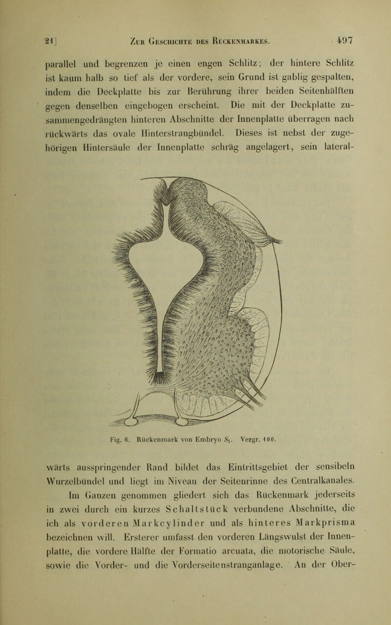 parallel und begrenzen je einen engen Schlitz; der hintere Schlitz ist kaum halb so tief als der vordere, sein Grund ist gablig gespalten, indem die Deckplatte bis zur Berührung ihrer beiden Seitenhälften gegen denselben eingebogen erscheint. Die mit der Deckplatte zu- sammengedrängten hinteren Abschnitte der Innenplatte überragen nach rückwärts das ovale Hinterstrangbündel. Dieses ist nebst der zuge- hörigen Hintersäule der Innenplatte schräg angelagert, sein lateral- Fig. 6. Rückenmark von Embryo 6’,. Vergr. 100. wärts auss[)iingender Rand bildet das Eintrittsgebiet der sensibeln Wurzelbündel und liegt im Niveau dei‘ Seitenrinne des Centralkanales. Im Ganzen genommen gliedert sich das Rückenmark jederseits in zwei durch ein kurzes Schaltstück verbundene Abschnitte, die ich als vorderen Markcy lind er und als hinteres Markprisma bezeichnen will. Ersterer umfasst den vorderen Längswulst der Innen- platte, die vordere Hälfte der Formatio arcuata, die motorische Säule, sowie die Vorder- und die Vorderseitenstranganlage. An der Über-