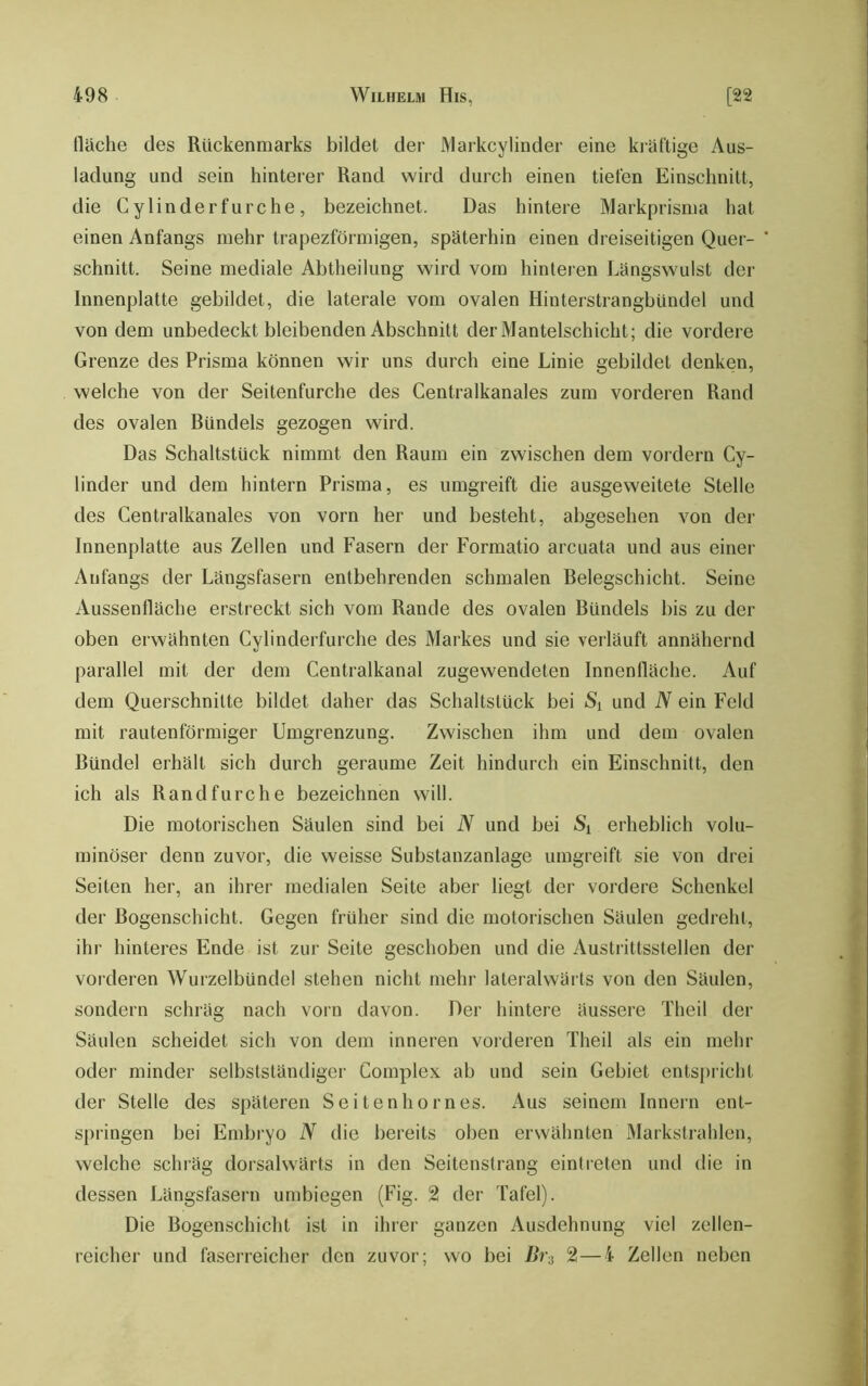 flciche des Rückenmarks bildet der JMarkcylinder eine ki-iiCtige Aus- ladung und sein hinterer Rand wird durch einen tiefen Einschnitt, die Cylinderfurche, bezeichnet. Das hintere Markprisma hat einen Anfangs mehr trapezförmigen, späterhin einen dreiseitigen Quer- schnitt. Seine mediale Abtheilung wird vom hinteren Längswulst der Innenplatte gebildet, die laterale vom ovalen Hinterstrangbündel und von dem unbedeckt bleibenden Abschnitt der Mantelschicht; die vordere Grenze des Prisma können wir uns durch eine Linie gebildet denken, welche von der Seitenfurche des Centralkanales zum vorderen Rand des ovalen Bündels gezogen wird. Das Schaltstück nimmt den Raum ein zwischen dem vordem Cy- linder und dem hintern Prisma, es umgreift die ausgeweitete Stelle des Centralkanales von vorn her und besteht, abgesehen von der Innenplatte aus Zellen und Fasern der Formatio arcuata und aus einer Anfangs der Längsfasern entbehrenden schmalen Belegschicht. Seine Aussenfläche erstr eckt sich vom Rande des ovalen Bündels bis zu der oben er wähnten Cylinder-fur’che des Mar’kes und sie verläuft annähernd parallel mit der dem CenHalkanal zugewendeten Innenfläche. Auf dem Querschnitte bildet daher das Schaltstück bei Si und N ein Feld mit rautenförmiger Umgrenzung. Zwischen ihm und dem ovalen Bündel erhält sich dur’ch geraume Zeit hindurch ein Einschnitt, den ich als Rand furche bezeichnen will. Die motor’ischen Säulen sind bei N und bei erheblich volu- minöser denn zuvor, die weisse Substanzanlage umgr-eift sie von dr'ei Seiten her, an ihrer medialen Seite aber liegt der voi'der-e Schenkel der Bogenschicht. Gegen früher sind die motor-ischen Säulen gedr'eht, ihr hinteres Ende ist zur Seite geschoben und die Austrättsstellen der vorderen Wurzelbündel stehen nicht mehr lateralwäi ts von den Säulen, sondern schi'äg nach vorn davon. Der hintere äusser-e Theil der Säulen scheidet sich von dem inner’en vorxler’en Theil als ein mehr oder minder selbstständiger Cornplex ab und sein Gebiet entspricht der Stelle des späteren Seiten ho rnes. Aus seinem Innern ent- springen bei Embryo N die ber-eits oben erwähnten Markstr-ahlen, welche schräg dorsalwärts in den Seitenstrang eintreten und die in dessen Längsfasern umbiegen (Fig. 21 der Tafel). Die Bogenschicht ist in ihrer ganzen Ausdehnung viel zellen- r-eicher und faserreicher den zuvor; wo bei Dr-i 2—4 Zellen neben