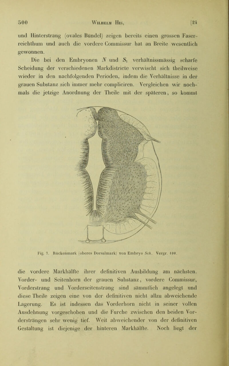 und Hinterstrang (ovales Bündel) zeigen bereits einen grossen Faser- reichthum und auch die vordere Commissur hat an Breite wesentlich gewonnen. Die bei den Embryonen N und 6’i verhältnissmässig scharte Scheidung der verschiedenen Markdistricte verwischt sich theilweise wieder in den nachfolgenden Perioden, indem die Verhältnisse in der grauen Substanz sich immer mehr compliciren. Vergleichen wir noch- mals die jetzige Anordnung der Theile mit der späteren, so kommt Fig. 7. Rückenmark (oberes Dorsalmark) von Embryo Sch. Vergr. 100. die vordere Markhälfte ihrer definitiven Ausbildung am nächsten. Vorder- und Seitenhorn der grauen Substanz, vordere Commissur, Vorderstrang und Vorderseitenstrang sind sämmtlich angelegt und diese Theile zeigen eine von der definitiven nicht allzu abweichende Lagerung. Es ist indessen das Vorderhorn nicht in seiner vollen Ausdehnung vorgeschoben und die Furche zwischen den beiden Vor- dersträngen sehr wenig tief. Weit abweichender von der definitiven Gestaltung ist diejenige der hinteren Markhälfte. Noch liegt der