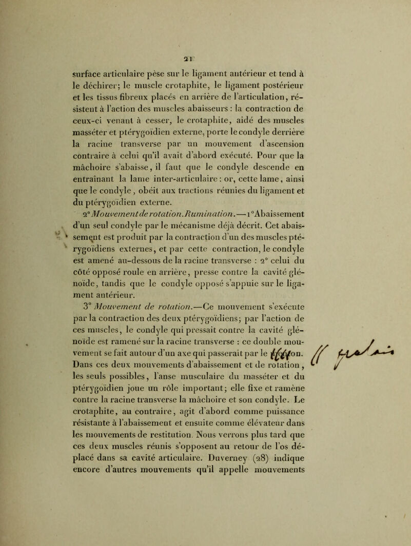 surface articulaire pèse sur le ligament antérieur et tend à le déchirer; le muscle crotaphite, le ligament postérieur et les tissus fibreux placés en arrière de l’articulation, ré- sistent à l’action des muscles abaisseurs : la contraction de ceux-ci venant à cesser, le crotaphite, aidé des muscles masséter et ptérygoïdien externe, porte lecondyle derrière la racine transverse par un mouvement d’ascension contraire à celui qu’il avait d’abord exécuté. Pour que la mâchoire s’abaisse, il faut que le condyle descende en entraînant la lame inter-articulaire: or, cette lame, ainsi que le condyle , obéit aux tractions réunies du ligament et du ptérygoïdien externe. 2° Mo uvement de ro talion. Rum in ation. — 10 Ab a i ss ement d’un seul condyle par le mécanisme déjà décrit. Cet abais- sement est produit par la contraction d’un des muscles pté- rygoïdiens externes, et par cette contraction, le condyle est amené au-dessous de la racine transverse : 2° celui du côté opposé roule en arrière, presse contre la cavité glé- noide, tandis que le condyle opposé s’appuie sur le liga- ment antérieur. 3° Mouvement de rotation.—Ce mouvement s’exécute par la contraction des deux ptérygoïdiens; par l’action de ces muscles, le condyle qui pressait contre la cavité glé- noïde est ramené sur la racine transverse : ce double mou- vement se fait autour d’un axe qui passerait par le ifél on. Dans ces deux mouvements d’abaissement et de rotation , les seuls possibles, l’anse musculaire du masséter et du ptérygoïdien joue un rôle important; elle fixe et ramène contre la racine transverse la mâchoire et son condyle. Le crotaphite, au contraire, agit d’abord comme puissance résistante à l’abaissement et ensuite comme élévateur dans les mouvements de restitution. Nous verrons plus tard que ces deux muscles réunis s’opposent au retour de l’os dé- placé dans sa cavité articulaire. Duverney (28) indique encore d’autres mouvements qu’il appelle mouvements