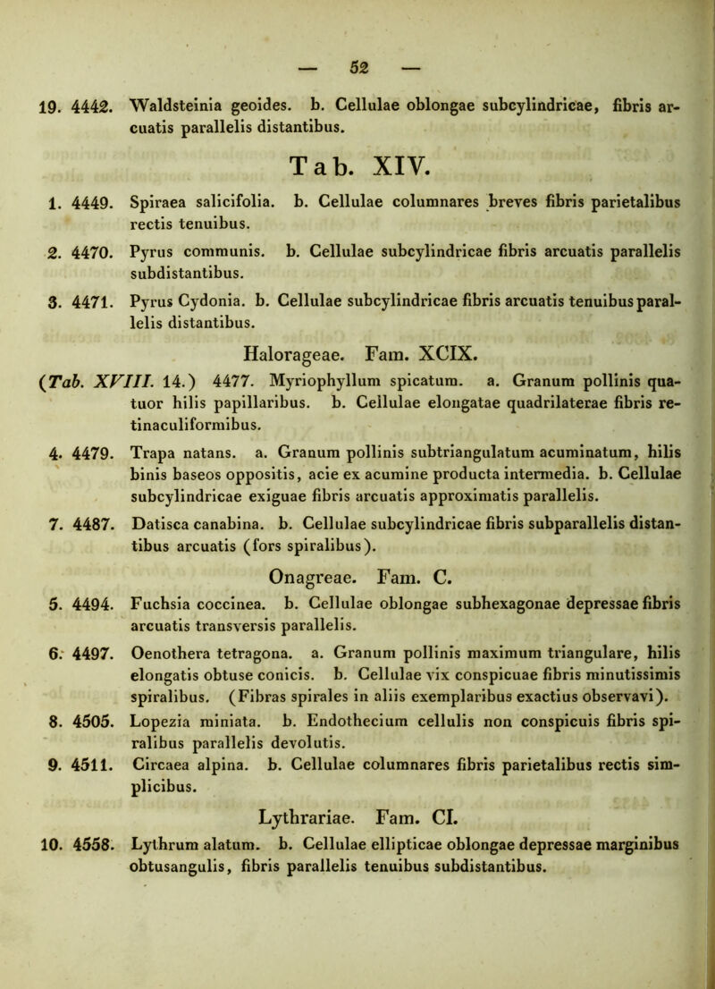 19. 4442. Waldsteinia geoides. b. Cellulae oblongae subcylindricae, fibris ar- cuatis parallelis distantibus. Tab. XIV. 1. 4449. Spiraea salicifolia. b. Cellulae columnares breves fibris parietalibus rectis tenuibus. 2. 4470. Pyrus communis, b. Cellulae subcylindricae fibris arcuatis parallelis subdistantibus. 3. 4471. Pyrus Cydonia, b. Cellulae subcylindricae fibris arcuatis tenuibus paral- lelis distantibus. Halorageae. Fam. XCIX. {Tab. XVIII. 14.) 4477. Myriophyllum spicatum. a. Granum pollinis qua- tuor hilis papillaribus, b. Cellulae elongatae quadrilaterae fibris re- tinaculiformibus. 4* 4479. Trapa natans, a. Granum pollinis subtriangulatum acuminatum, hilis binis baseos oppositis, acie ex acumine producta intermedia, b. Cellulae subcylindricae exiguae fibris arcuatis approximatis parallelis. 7. 4487. Datisca canabina. b. Cellulae subcylindricae fibris subparallelis distan- tibus arcuatis (fors spiralibus). Onagreae. Fam. C. 5. 4494. Fuchsia coccinea, b. Cellulae oblongae subhexagonae depressae fibris arcuatis transversis parallelis. 6. 4497. Oenothera tetragona, a. Granum pollinis maximum triangulare, hilis elongatis obtuse conicis, b. Cellulae vix conspicuae fibris minutissimis spiralibus. (Fibras spirales in aliis exemplaribus exactius observavi). 8. 4505. Lopezia miniata, b. Endothecium cellulis non conspicuis fibris spi- ralibus parallelis devolutis. 9. 4511. Circaea alpina. b. Cellulae columnares fibris parietalibus rectis sim- plicibus. Lythrariae. Fam. CI. 10. 4558. Lythrum alatum, b. Cellulae ellipticae oblongae depressae marginibus obtusangulis, fibris parallelis tenuibus subdistantibus.