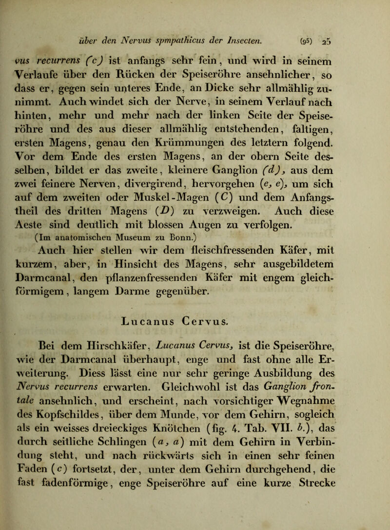 vus recurrens (c) ist anfangs sehr fein, und wird in seinem Verlaufe über den Rücken der Speiseröhre ansehnlicher, so dass er, gegen sein unteres Ende, an Dicke sehr allmählig zu- nimmt. Auch windet sich der Nerve, in seinem Verlauf nach hinten, mehr und mehr nach der linken Seite der Speise- röhre und des aus dieser allmählig entstehenden, faltigen, ersten Magens, genau den Krümmungen des letztem folgend. Vor dem Ende des ersten Magens, an der obern Seite des- selben, bildet er das zweite, kleinere Ganglion (d)> aus dem zwei feinere Nerven, divergirend, hervorgehen (e3 e)3 um sich auf dem zweiten oder Muskel-Magen (C) und dem Anfangs- theil des dritten Magens (D) zu verzweigen. Auch diese Aeste sind deutlich mit blossen Augen zu verfolgen. (Im anatomischen Museum zu Bonn.) Auch hier stellen wir dem fleischfressenden Käfer, mit kurzem, aber, in Hinsicht des Magens, sehr ausgebildetem Darmcanal, den pflanzenfressenden Käfer mit engem gleich- förmigem , langem Darme gegenüber. Lucanus Cervus. Bei dem Hirschkäfer, Lucanus Cervus3 ist die Speiseröhre, wie der Darmcanal überhaupt, enge und fast ohne alle Er- weiterung. Diess lässt eine nur sehr geringe Ausbildung des Nervus recurrens erwarten. Gleichwohl ist das Ganglion fron, tale ansehnlich, und erscheint, nach vorsichtiger Wegnahme des Kopfschildes, über dem Munde, vor dem Gehirn, sogleich als ein weisses dreieckiges Knötchen (fig. 4. Tab. VII. £.), das durch seitliche Schlingen (a, a) mit dem Gehirn in Verbin- dung steht, und nach rückwärts sich in einen sehr feinen Faden (c) fortsetzt, der, unter dem Gehirn durchgehend, die fast fadenförmige, enge Speiseröhre auf eine kurze Strecke