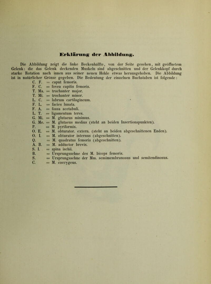 Erklärung der Abliilcliiii^. Die Abbildung zeigt die linke Beckenliälfte, von der Seite gesehen, mit geölTnelem Gelenk: die das Gelenk deckenden Muskeln sind abgeschnitten und der Gelenkkopf durch starke Rotation nach innen aus seiner neuen Höhle etwas herausgehoben. Die Abbildung ist in natürlicher Grösse gegeben. Die Bedeutung der einzelnen Buchstaben ist folgende: C. F. = caput femoris. F. C. = fovea capitis femoris. T. Ma. = trochanter major. T. Mi. = trochanter minor. L. C. = labrum cartilagineum. F. L. = facies lunata. F. A. = fossa acetabuli. L. T. = ligamenturn teres. G. Mi. = M. glutaeus minimus. G. Me. = M. glutaeus medius (steht an beiden Insertionspunkten). P. = M. pyriformis. 0. E. = M. Obturator, extern, (steht an beiden abgeschnittenen Enden). 0. I. = M. Obturator internus (abgeschnitten). 0. = M. quadratus femoris (abgeschnitten). A. B. = M. adductor brevis. S. I. = spina ischii. B. = Ursprungssehne des M. biceps femoris. S. = Ursprungssehne der Mm. semimembranosus und semitendinosus.