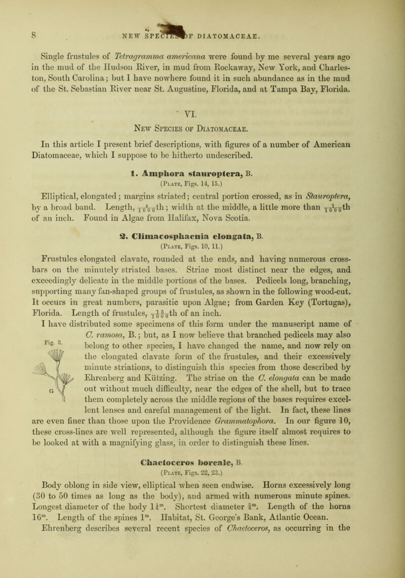Single frustules of Tetragramma americana were found by me several years ago in the mud of the Hudson River, in mud from Rockaway, New York, and Charles- ton, South Carolina; but I have nowhere found it in such abundance as in the mud of the St. Sebastian River near St. Augustine, Florida, and at Tampa Bay, Florida. • VI. New Species of Diatomaceae. In this article I present brief descriptions, with figures of a number of American Diatomaceae, which I suppose to be hitherto undescribed. 1. Amphora stauropteraj B. (Plate, Figs. 14, 15.) Elliptical, elongated; margins striated; central portion crossed, as in Stauroptera, by a broad band. Length, yoV-o'■> width at the middle, a little more than y of an inch. Found in Algae from Halifax, Nova Scotia. 3. Climacosphaenia elongata, B. (Plate, Figs. 10, 11.) Frustules elongated clavate, rounded at the ends, and having numerous cross- bars on the minutely striated bases. Striae most distinct near the edges, and exceedingly delicate in the middle portions of the bases. Pedicels long, branching, supporting many fan-shaped groups of frustules, as shown in the following wood-cut. It occurs in great numbers, parasitic upon Algae; from Garden Key (Tortugas), Florida. Length of frustules, Y^fo-th of an inch. I have distributed some specimens of this form under the manuscript name of G. ramosa, B.; but, as I now believe that branched pedicels may also belong to other species, I have changed the name, and now rely on the elongated clavate form of the frustules, and their excessively minute striations, to distinguish this species from those described by Ehrenberg and Kiitzing. The striae on the C. elongata can be made out without much difficulty, near the edges of the shell, but to trace them completely across the middle regions of the bases requires excel- lent lenses and careful management of the light. In fact, these lines are even finer than those upon the Providence Grammatopliora. In our figure 10, these cross-lines are well represented, although the figure itself almost requires to be looked at with a magnifying glass, in order to distinguish these lines. Chaetoceros boreale, B. (Plate, Figs. 22, 23.) Body oblong in side view, elliptical when seen endwise. Horns excessively long (30 to 50 times as long as the body), and armed with numerous minute spines. Longest diameter of the body ll“. Shortest diameter l“. Length of the horns 16“. Length of the spines 1“. Habitat, St. George’s Bank, Atlantic Ocean. Ehrenberg describes several recent species of Chaetoceros, as occurring in the